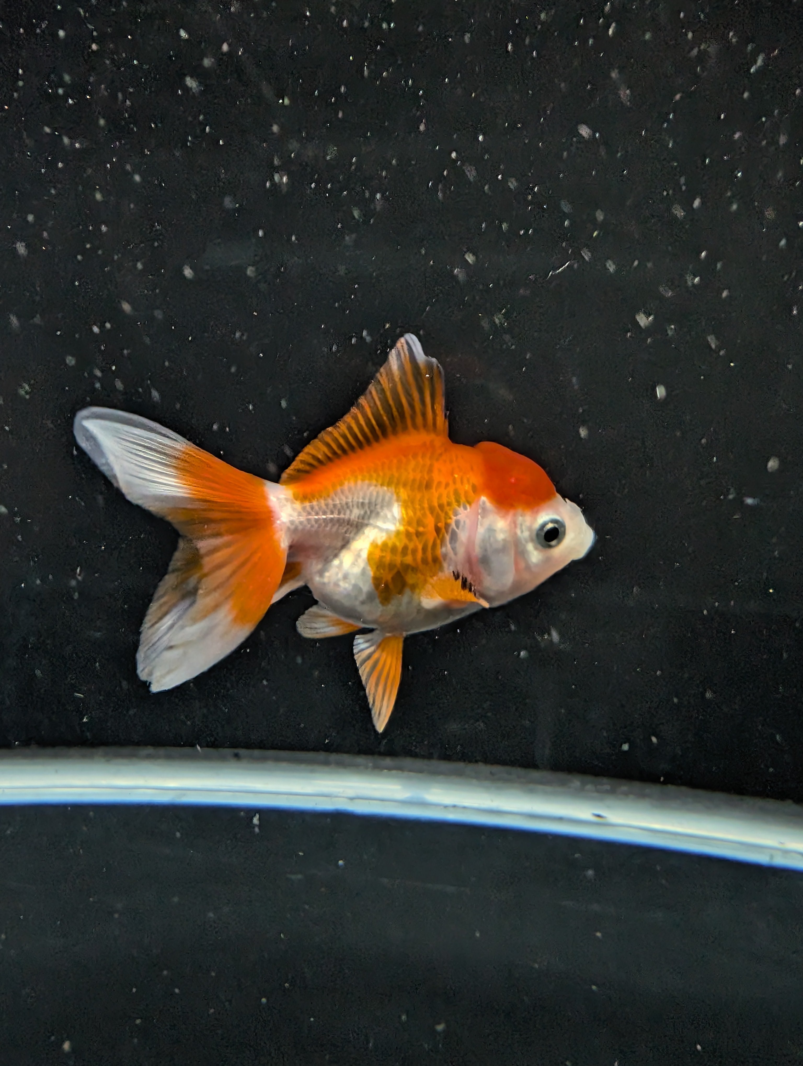 Juvenile Oranda Red White 3"-3.5"in.  ID#619T1A-002