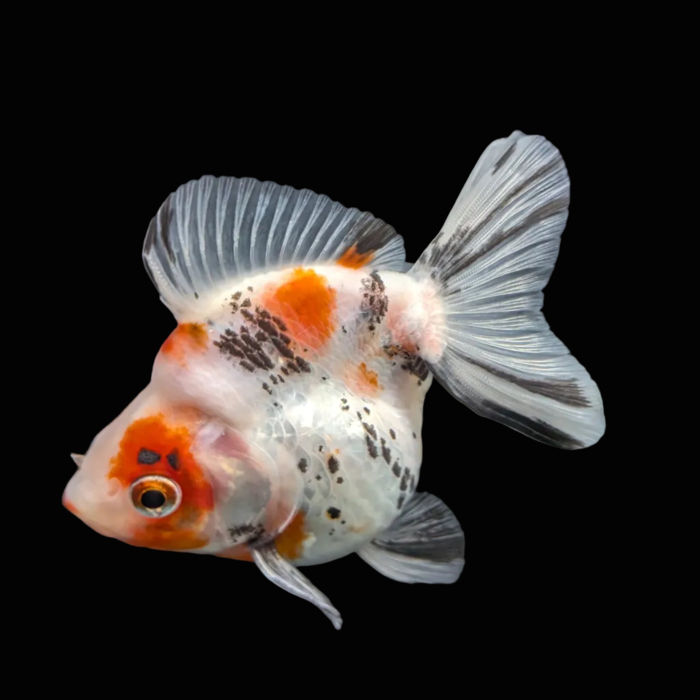 Jumbo Ryukin Short Tail Kirin Calico 4"-4.5" in. ID#4245B-001