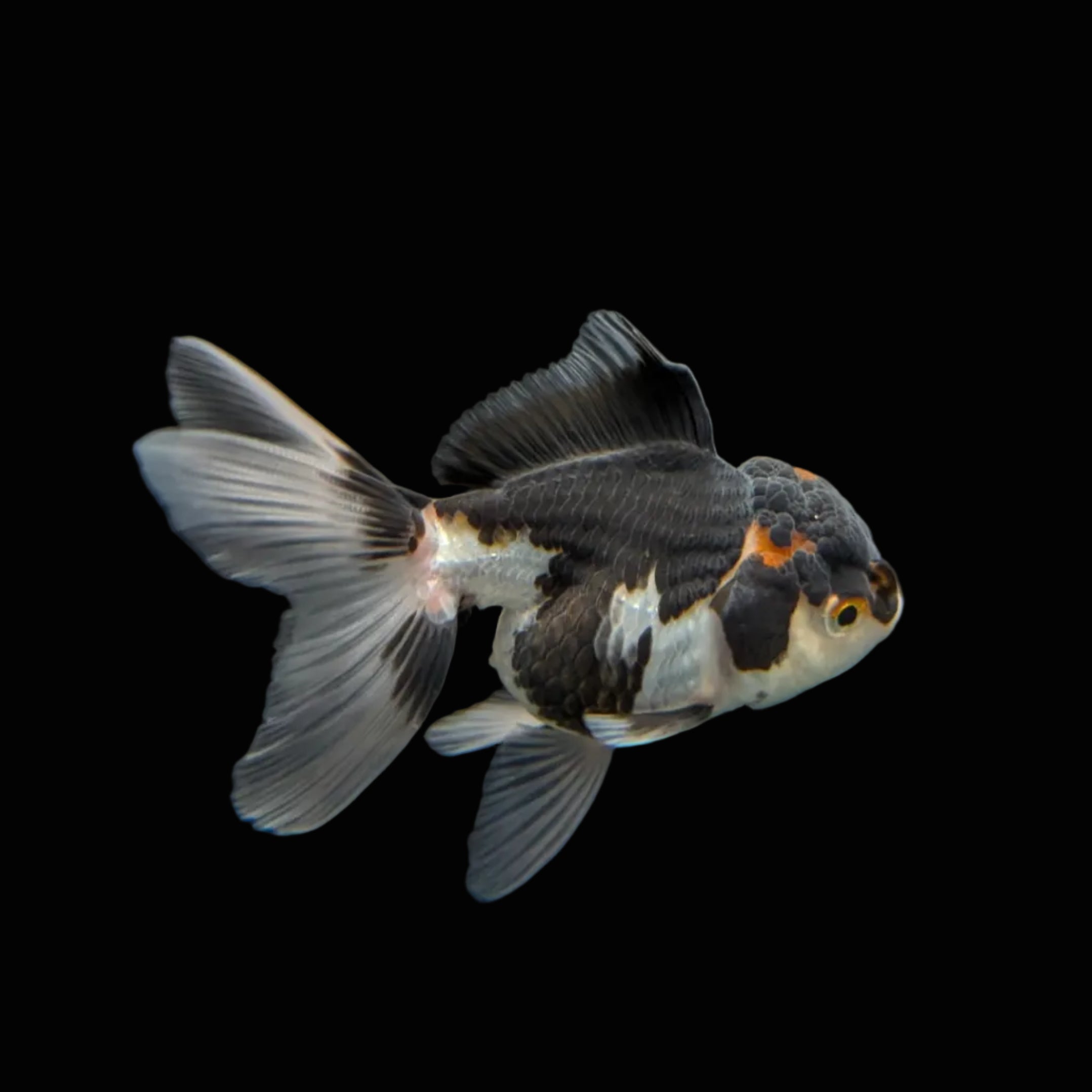 Juvenile Oranda Panda 3.5"-4" in.  ID#320T13b-004