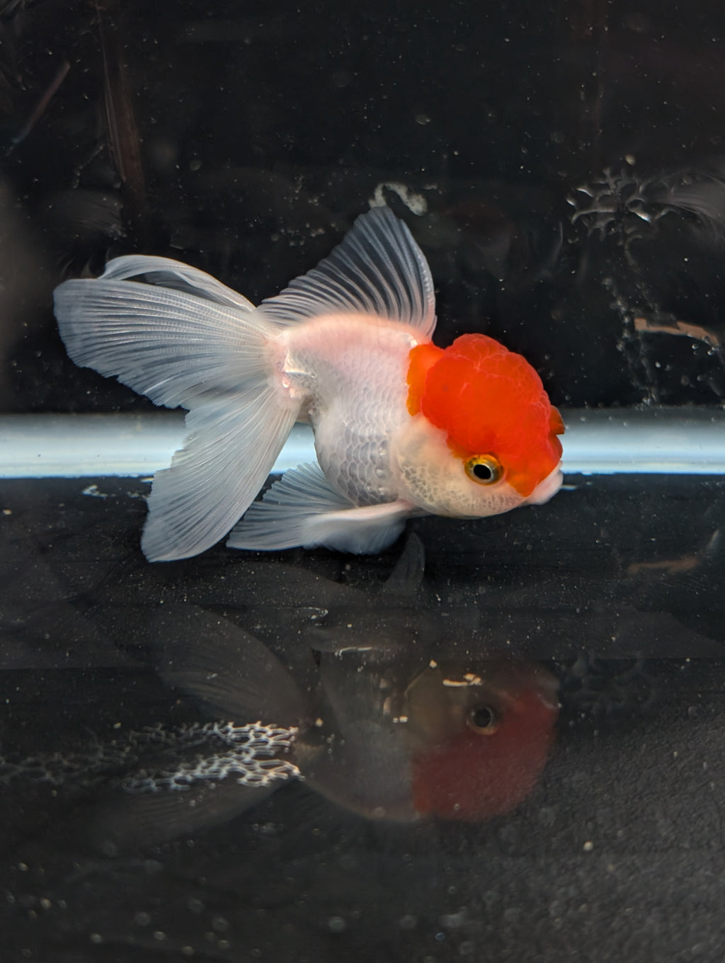TOAD *Boss 415  Juvenile Oranda Red Cap 3.5"-4" in.  ID#410T8A-020