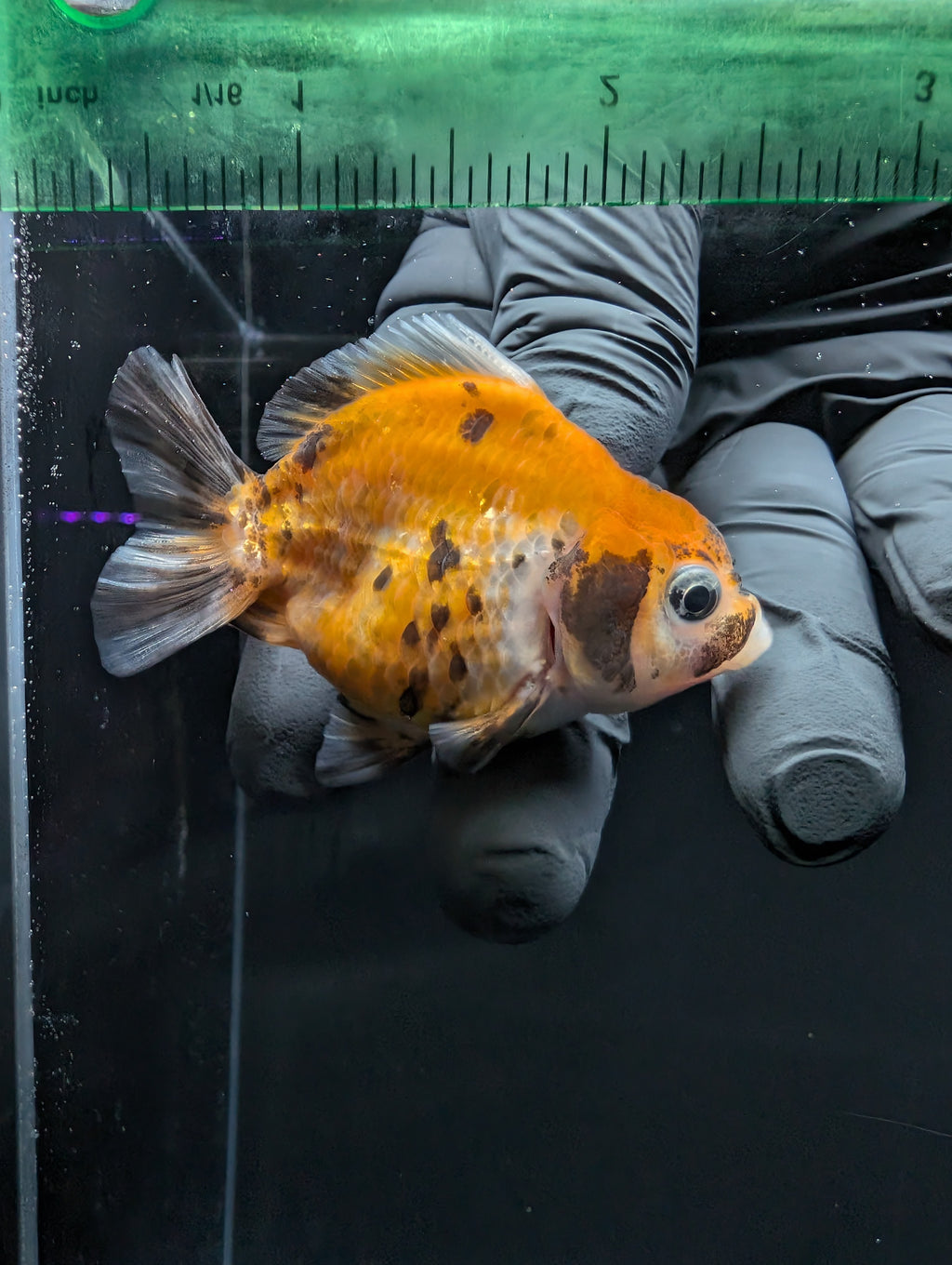 Baby Thai Shogun Oranda Calico 2"-2.5" in. ID#1016BSG11A-007