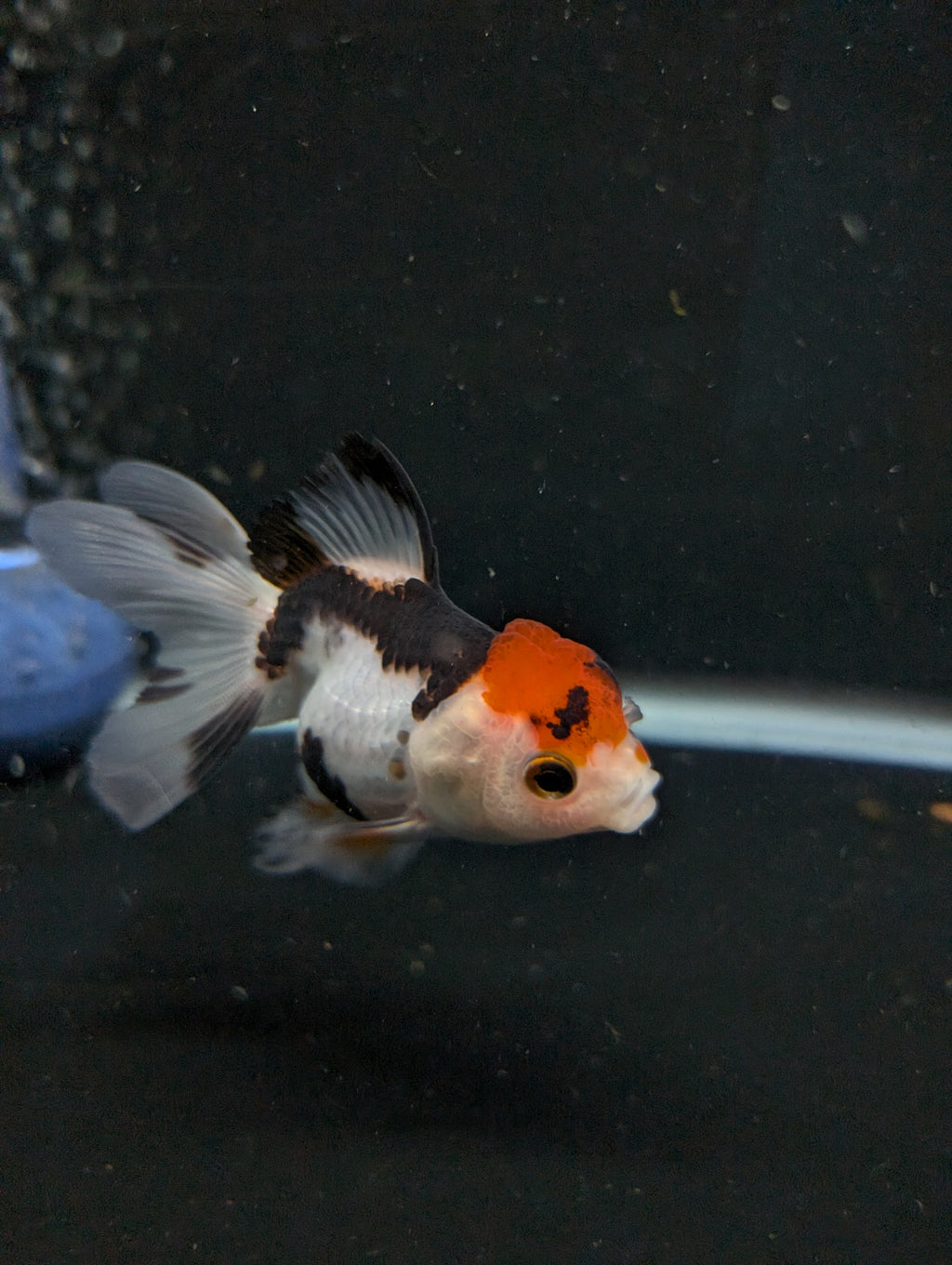 Thai Juvenile Oranda Tricolor 3"-3.5" in.  ID#626T1A-005