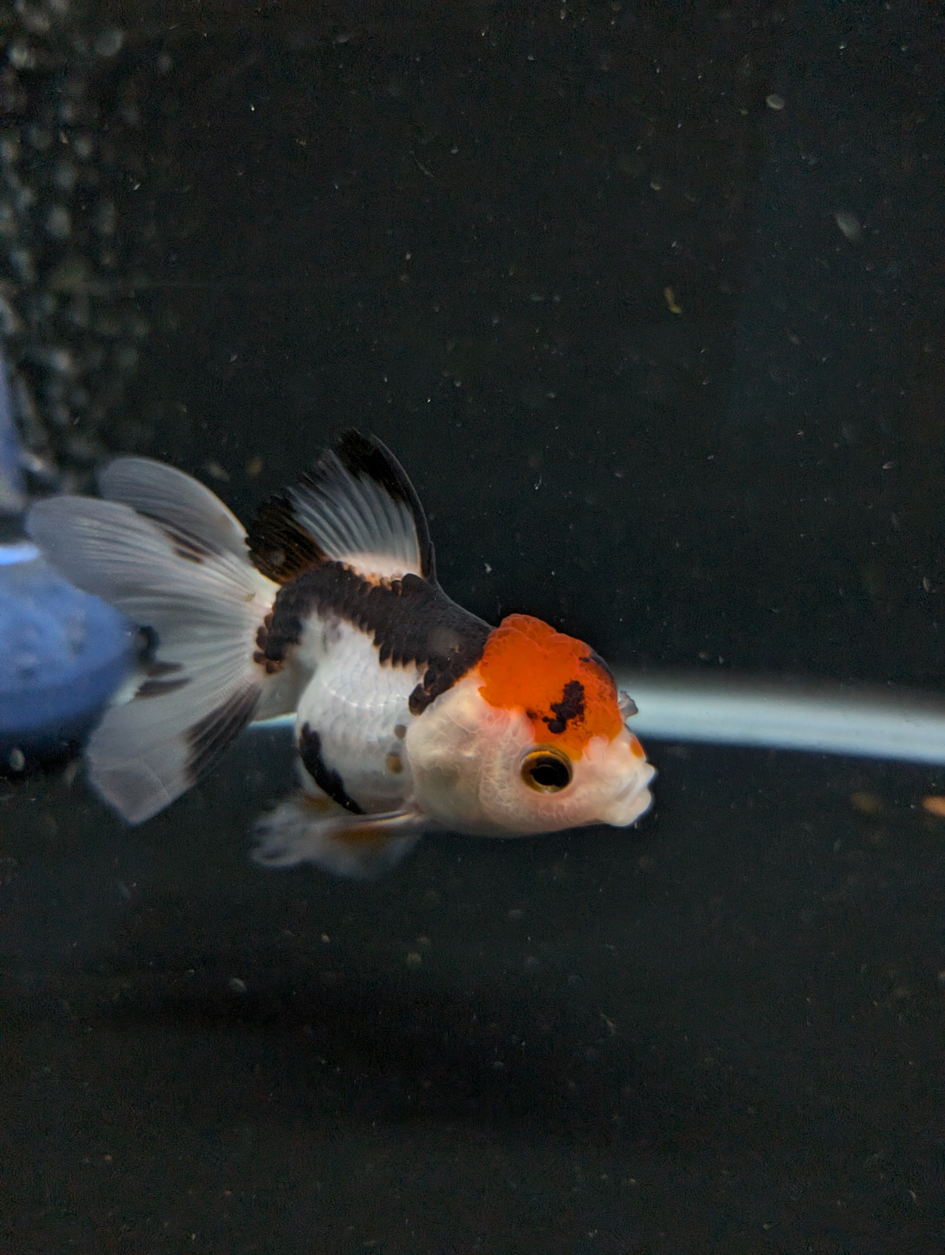 Thai Juvenile Oranda Tricolor 3"-3.5" in.  ID#626T1A-005