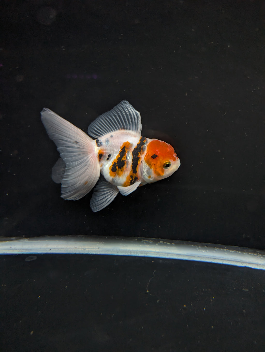Thai Oranda White Tiger Calico 4"-4.5"in.  ID#1016T1A-002