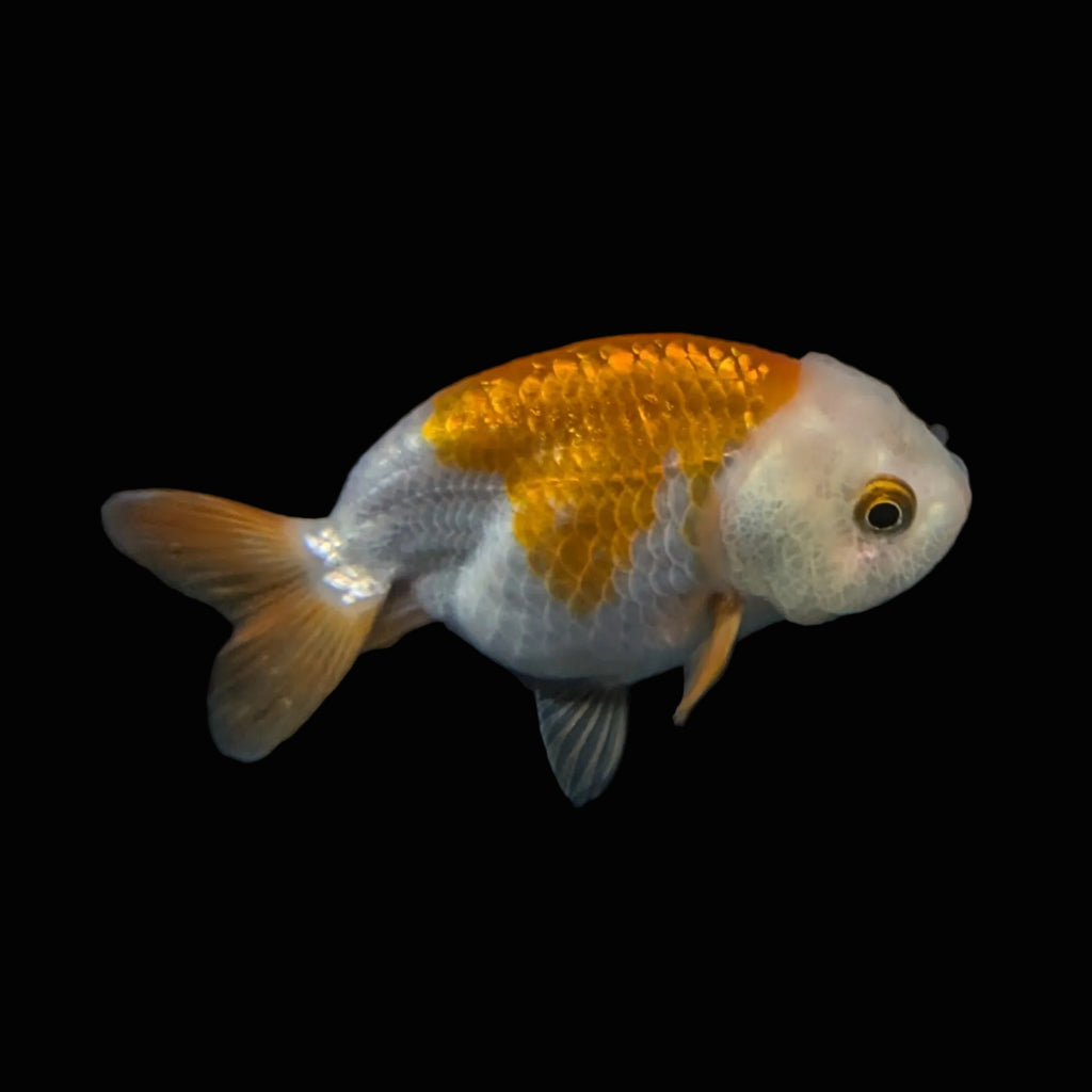 Ranchu Red White 3"-3.5" in. ID#403R7A-011