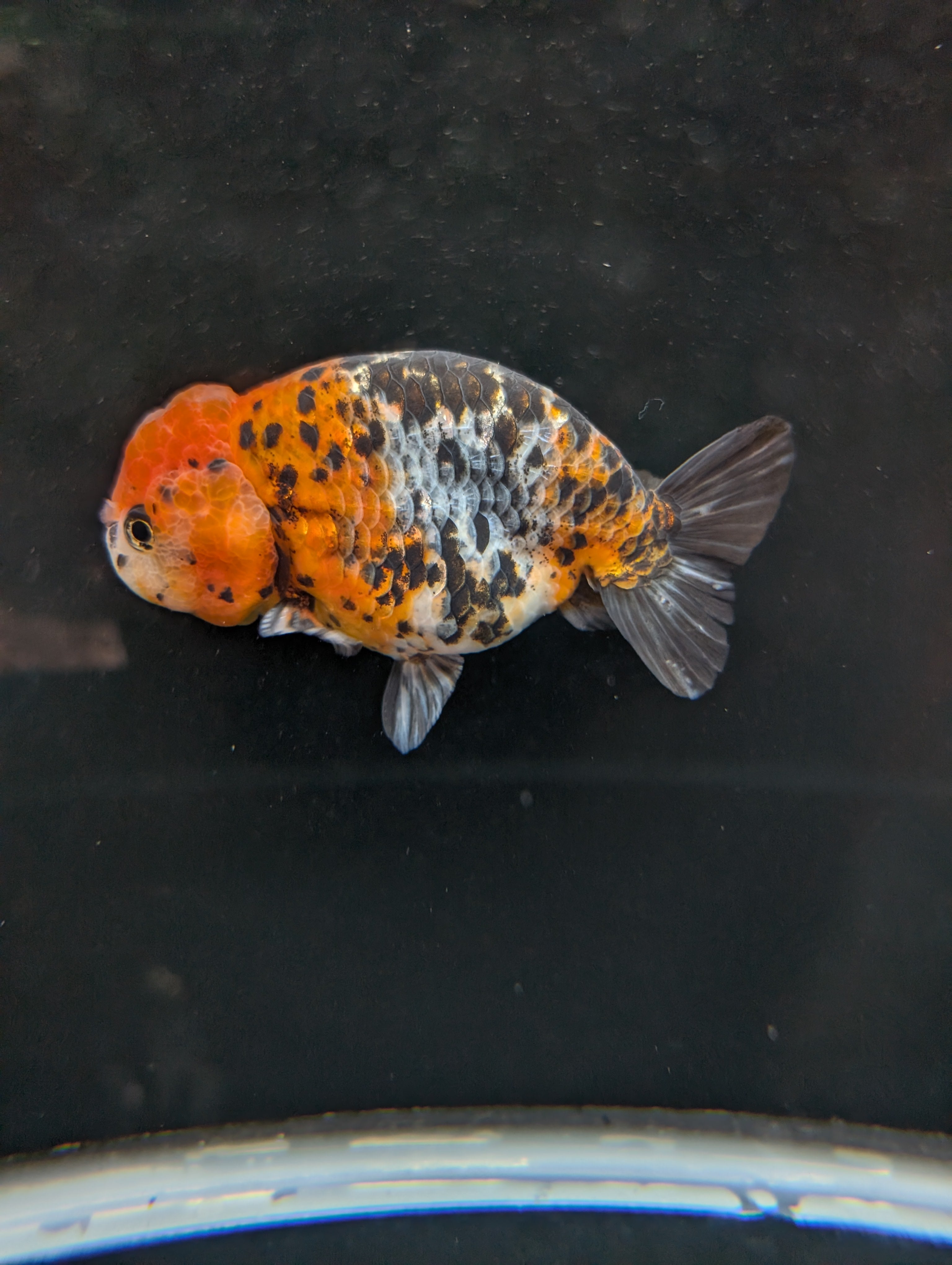 Jumbo Ranchu Calico 4.5"-5" in. ID#821R8A-031