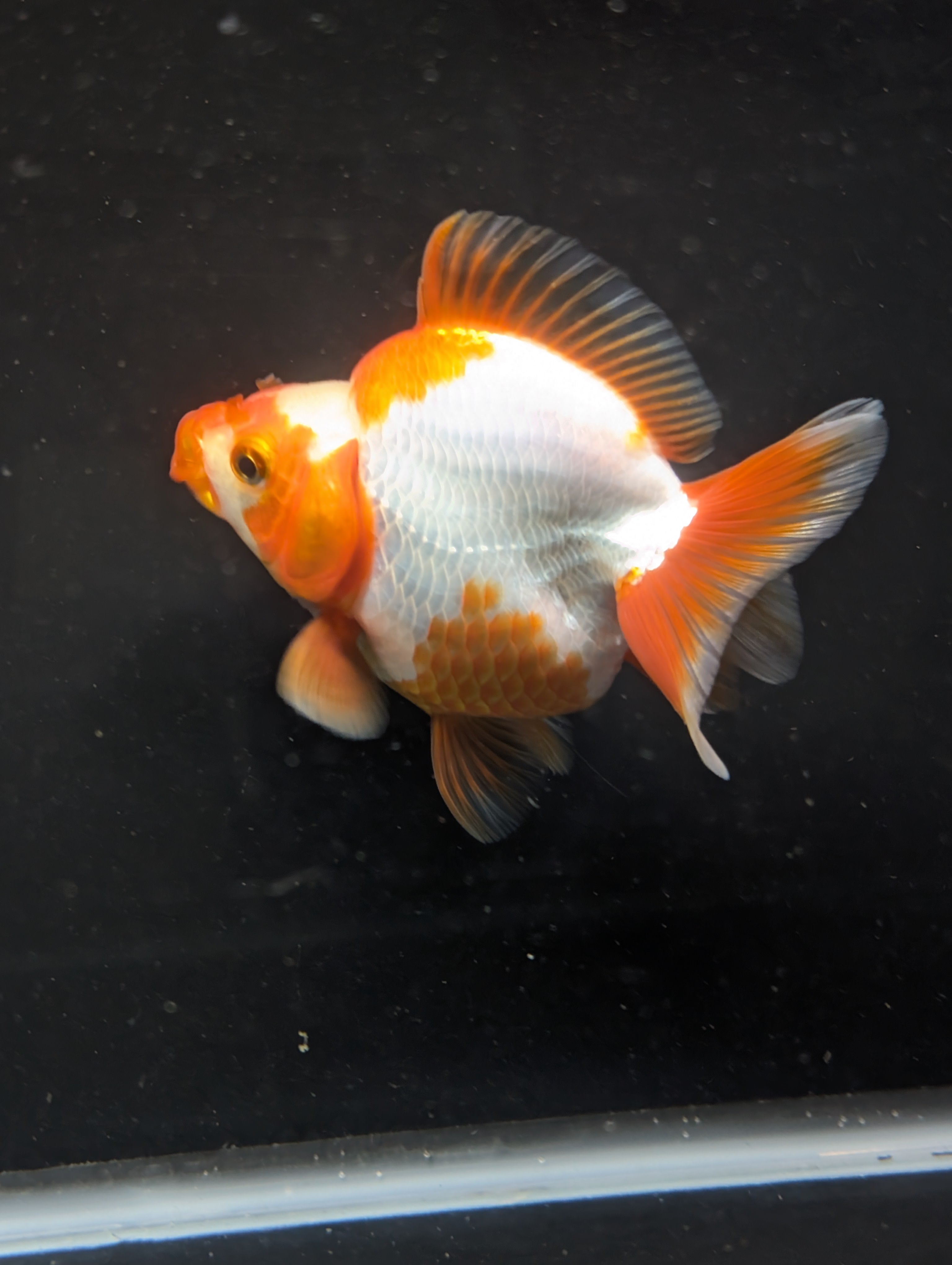 Jumbo Ryukin Short Tail Red White 4.5" in. ID#828STR5B-003