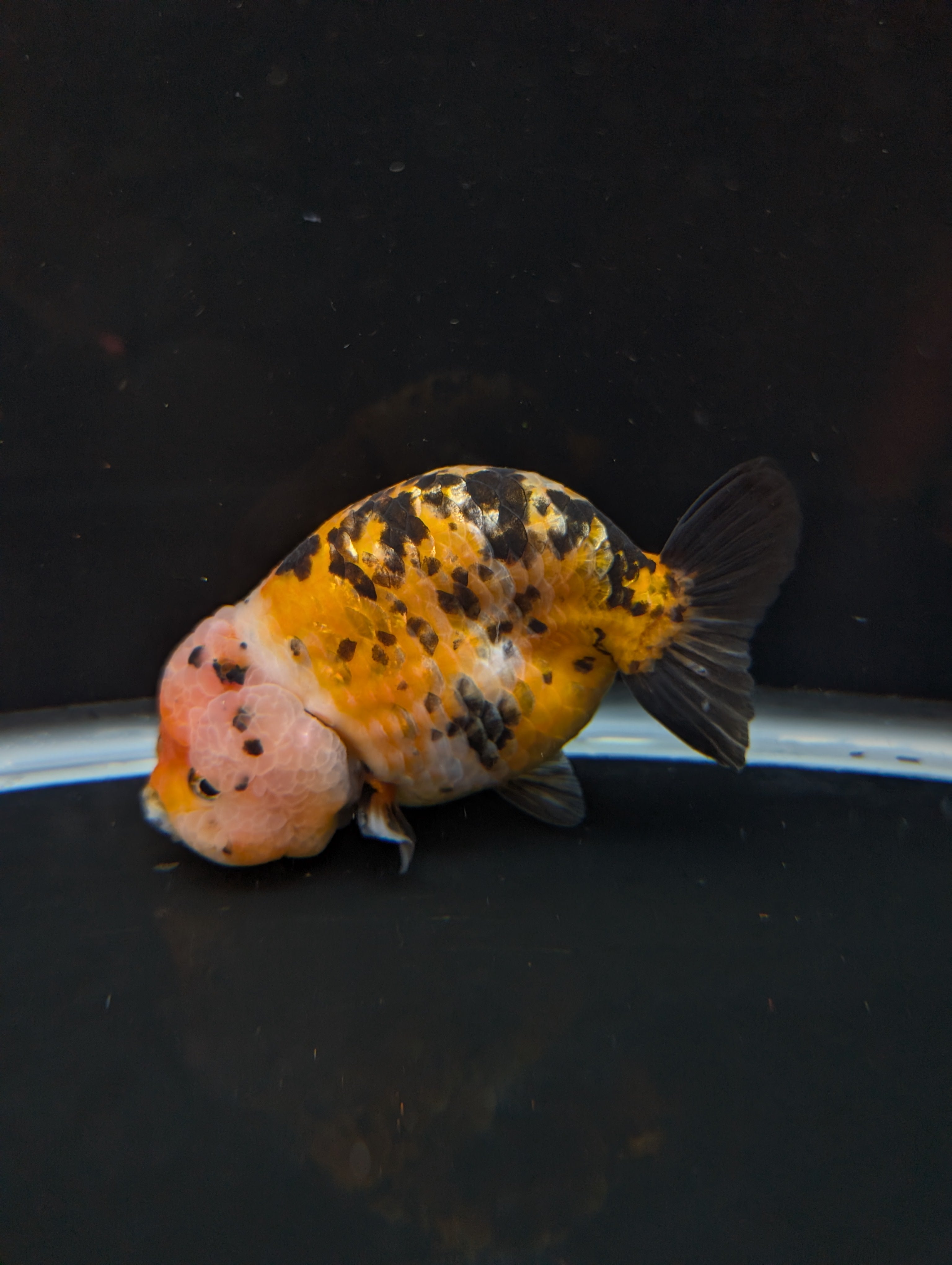 Jumbo Ranchu Calico 4.5"-5" in. ID#821R8A-033