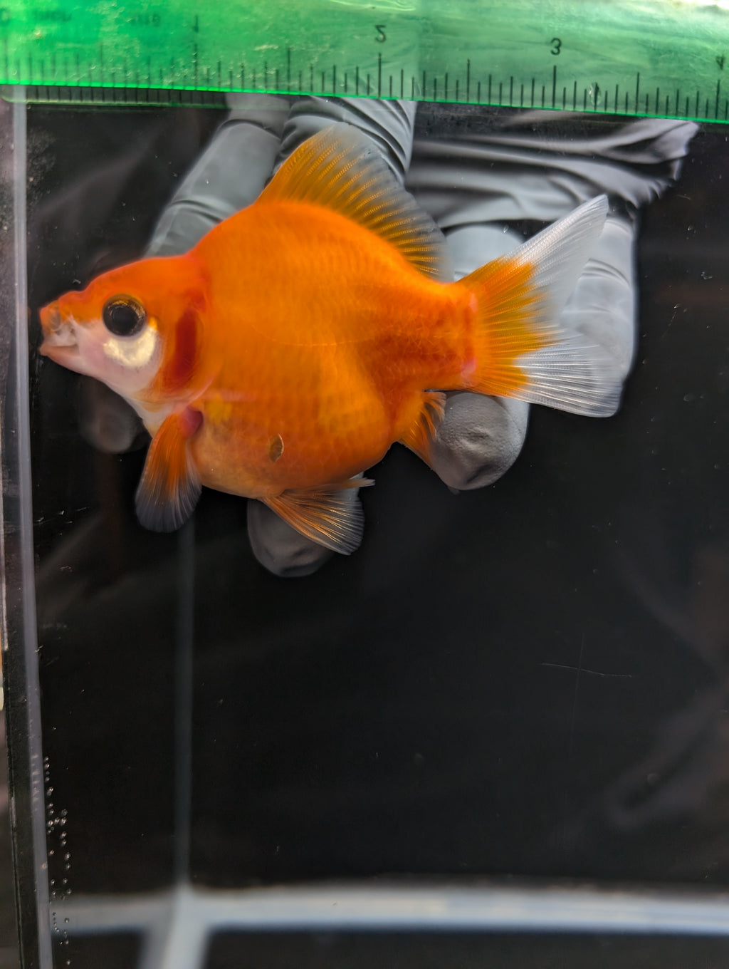 Tamasaba Sakura 3.5"in. ID#1023TM1B-028