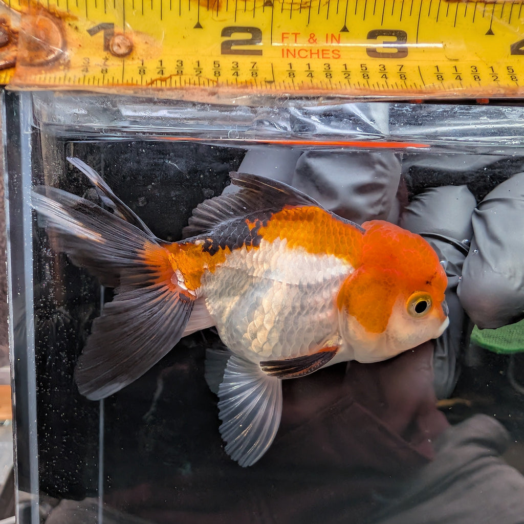 Juvenile Oranda Tricolor 3.5"-4" in.  ID#410T8A-015