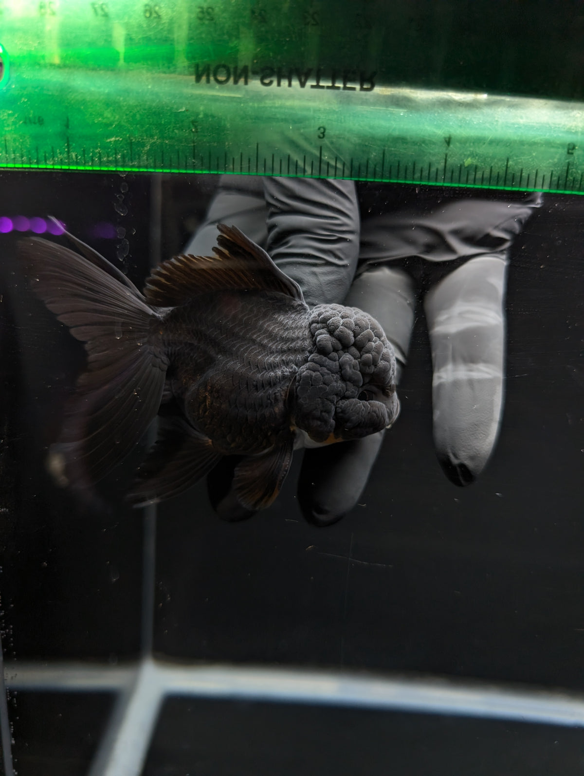 Thai Oranda Godzilla Black 3.5"-4"in.  ID#1023T1A-028