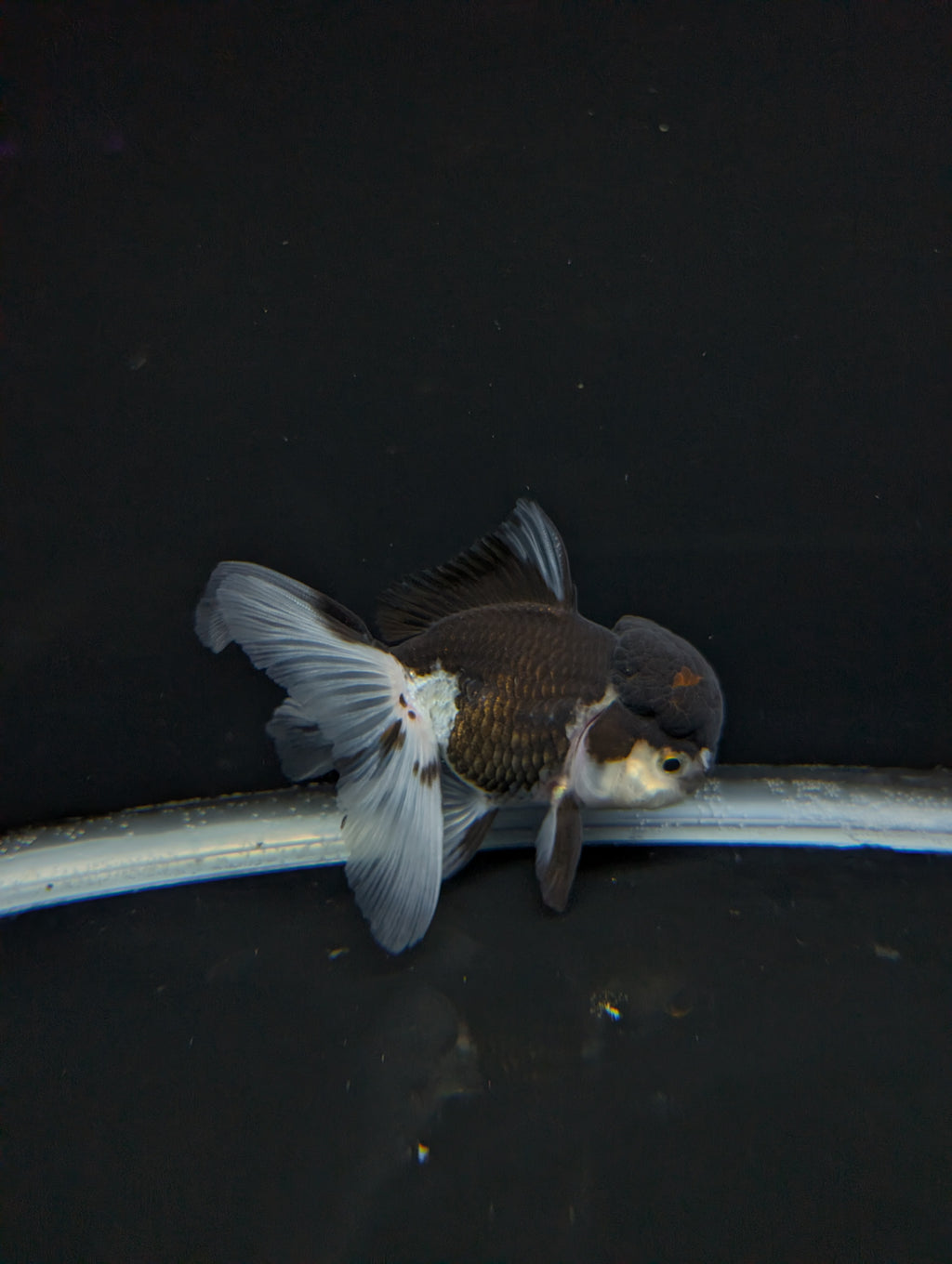 Thai Oranda Panda 4"-4.5"in.  ID#1023T1A-024