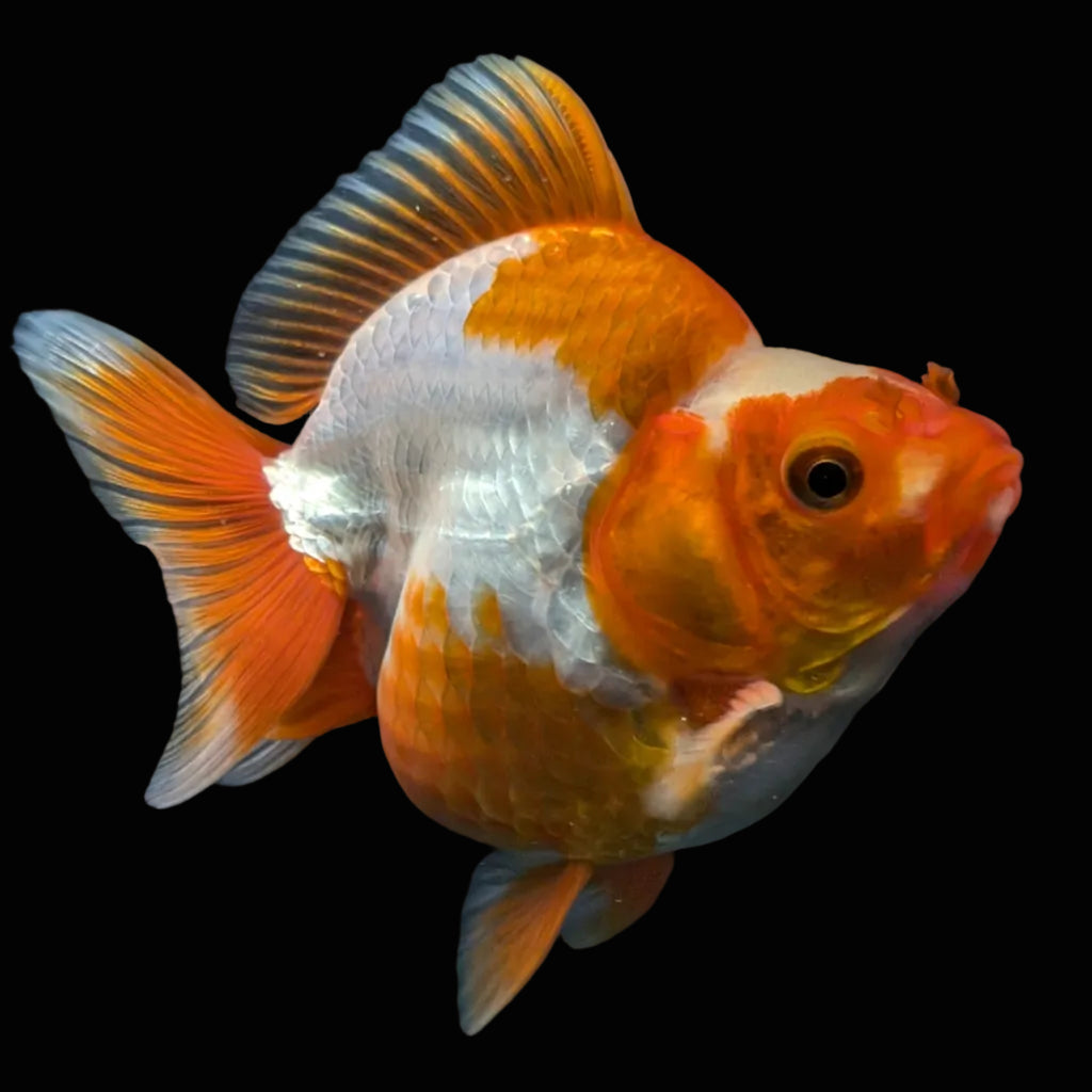 Jumbo Ryukin Short Tail Red White 4.5" in. ID#828STR5B-003