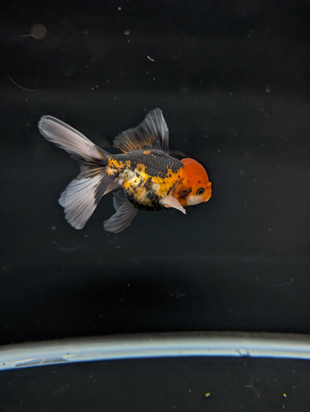 Thai Juvenile Oranda Tricolor 3"-3.5" in.  ID#717T1A-005