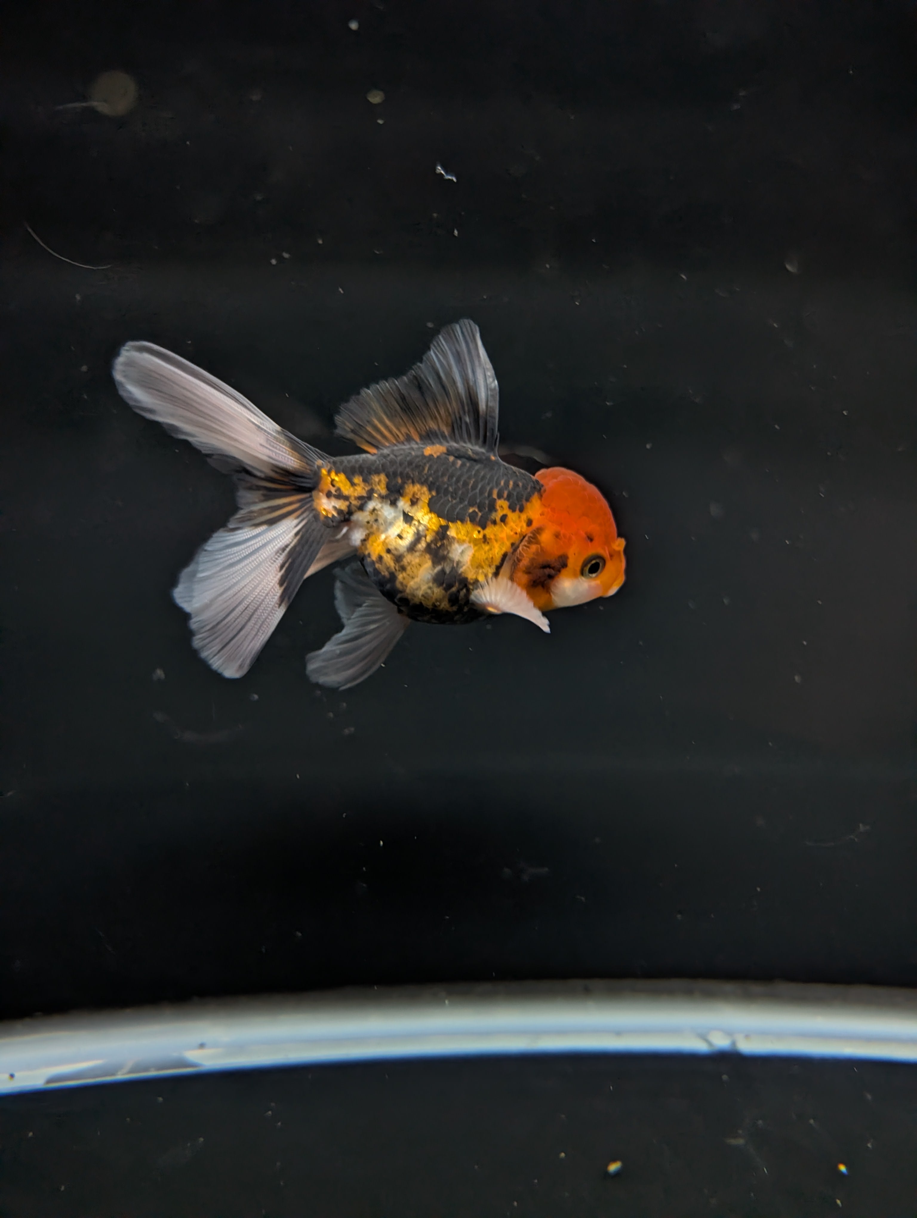 Thai Juvenile Oranda Tricolor 3"-3.5" in.  ID#717T1A-005