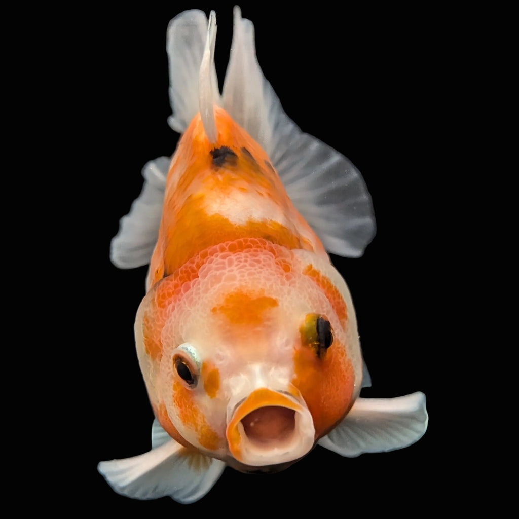 Jumbo Oranda Yuan Bao  Sakura   4"-4.5"in. ID#807SB13A-005