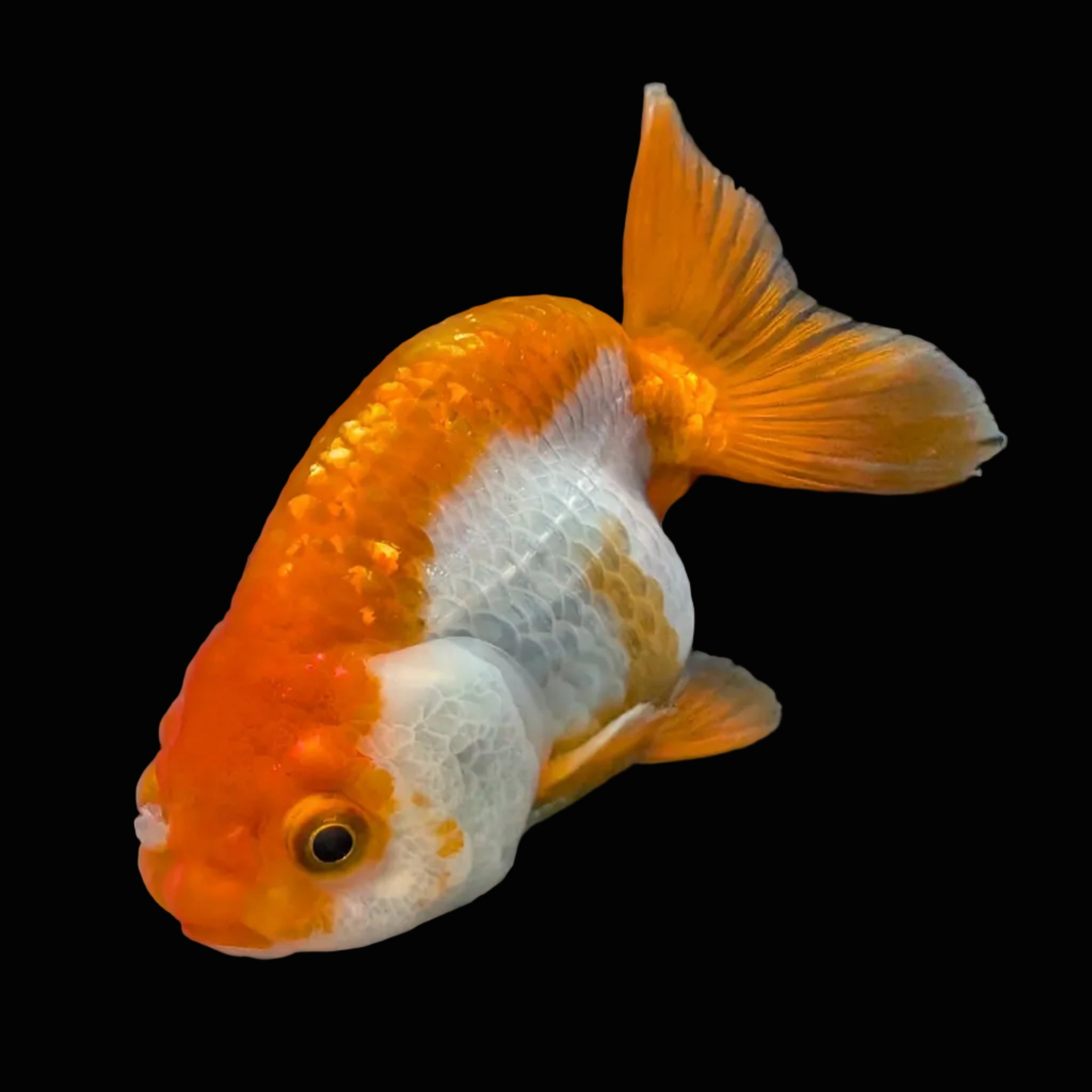 Ranchu Red White 3.5"-4"in. ID#821R4A-054