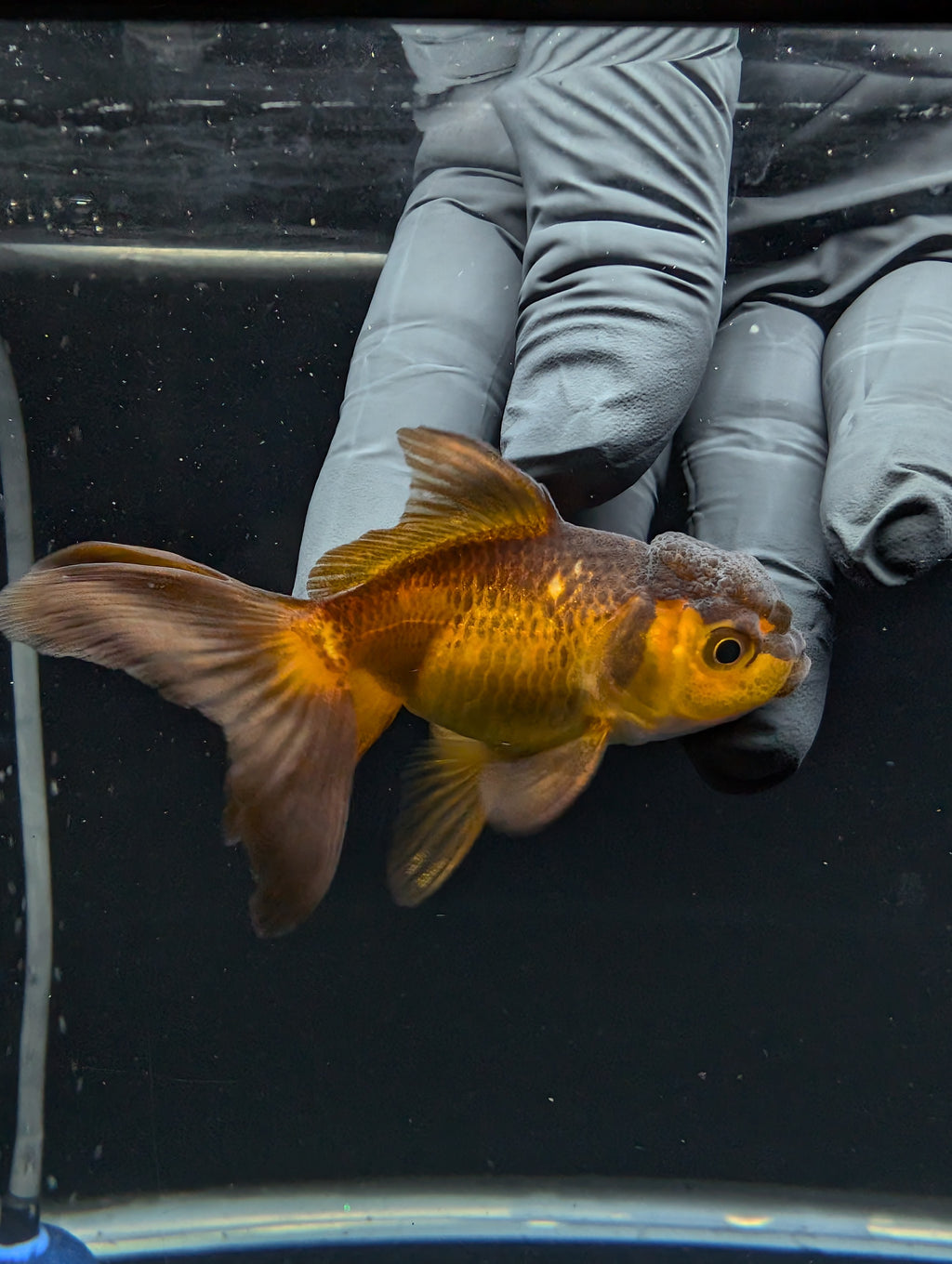 Juvenile Oranda Red Black 3"-3.5"in.  ID#529T1A-062