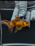Juvenile Oranda Red Black 3"-3.5"in.  ID#529T1A-062
