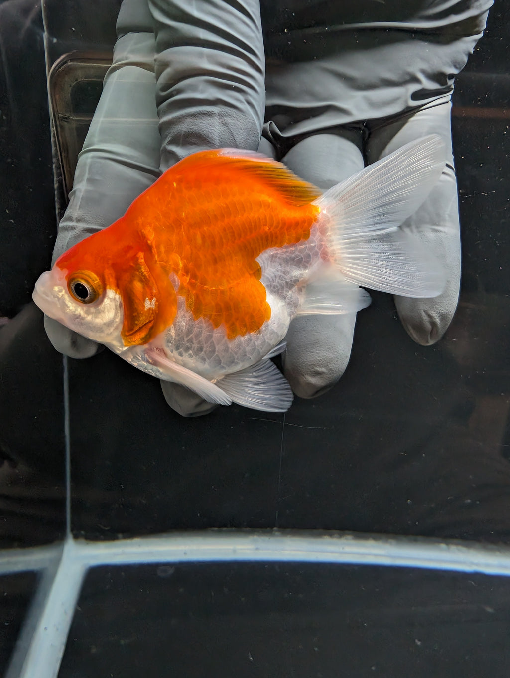 Tamasaba Red White 3.5"in. ID#1023TM1B-031