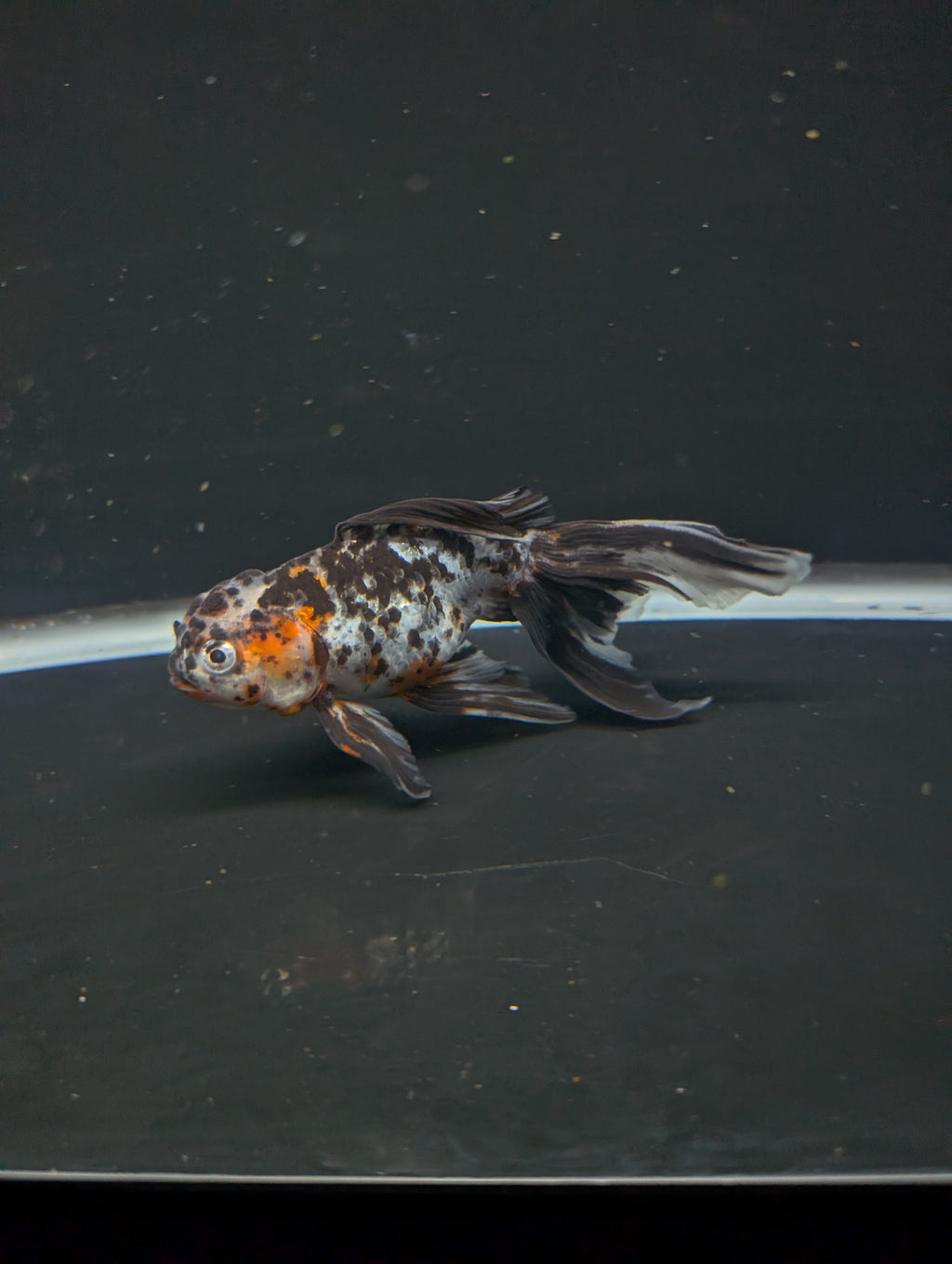 Calico Oranda 5"in. ID#821LB2A-61 Please See Notes.