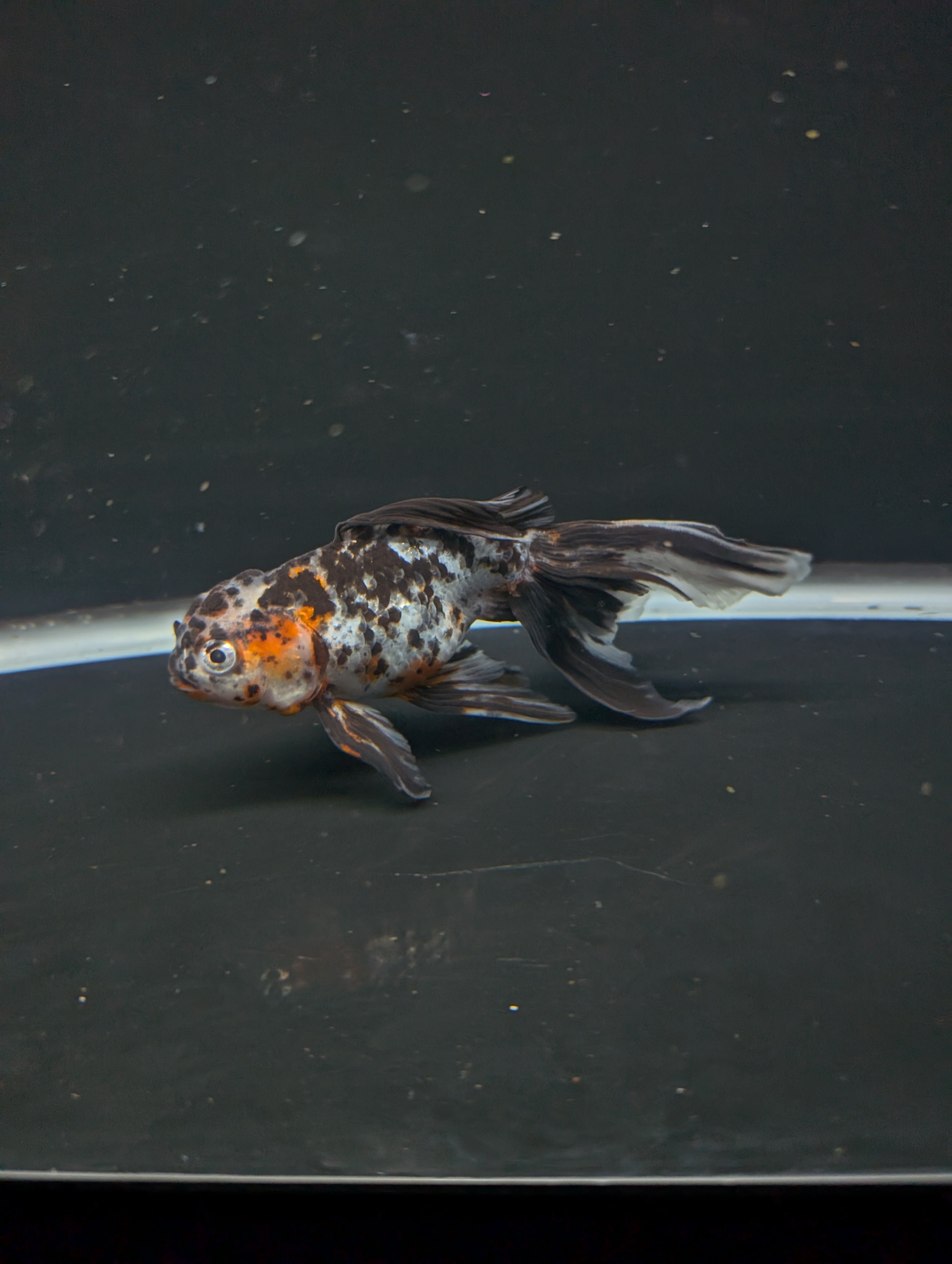 Calico Oranda 5"in. ID#821LB2A-61 Please See Notes.