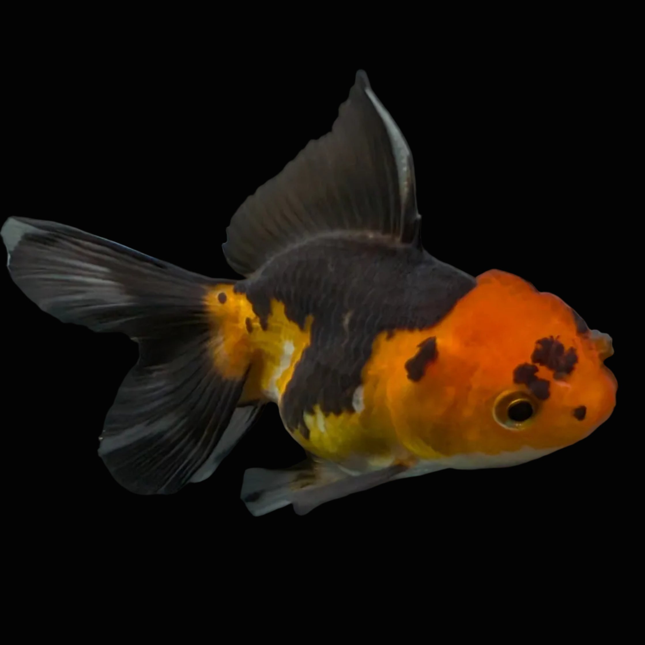 Thai Juvenile Oranda Tricolor 3"-3.5" in.  ID#626T1A-006