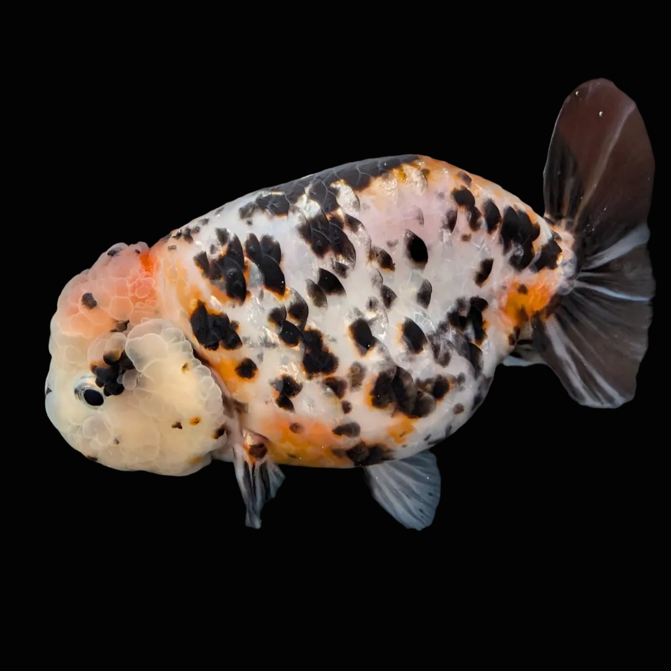 Jumbo Ranchu Milk Cow Calico 4.5"-5" in. ID#814R8A-021