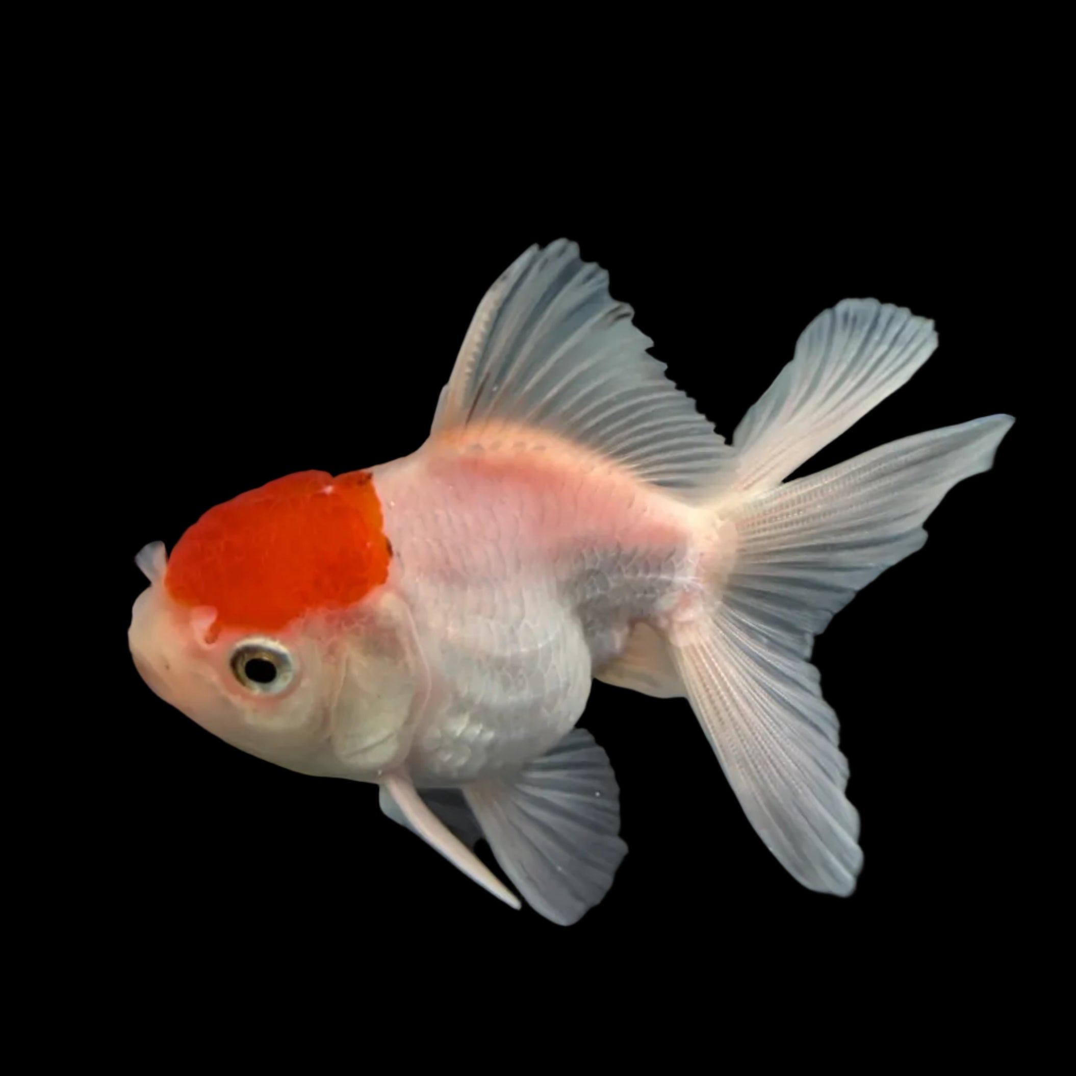 Juvenile Oranda Red Cap  3.5"-4" in.  ID#320T13b-019