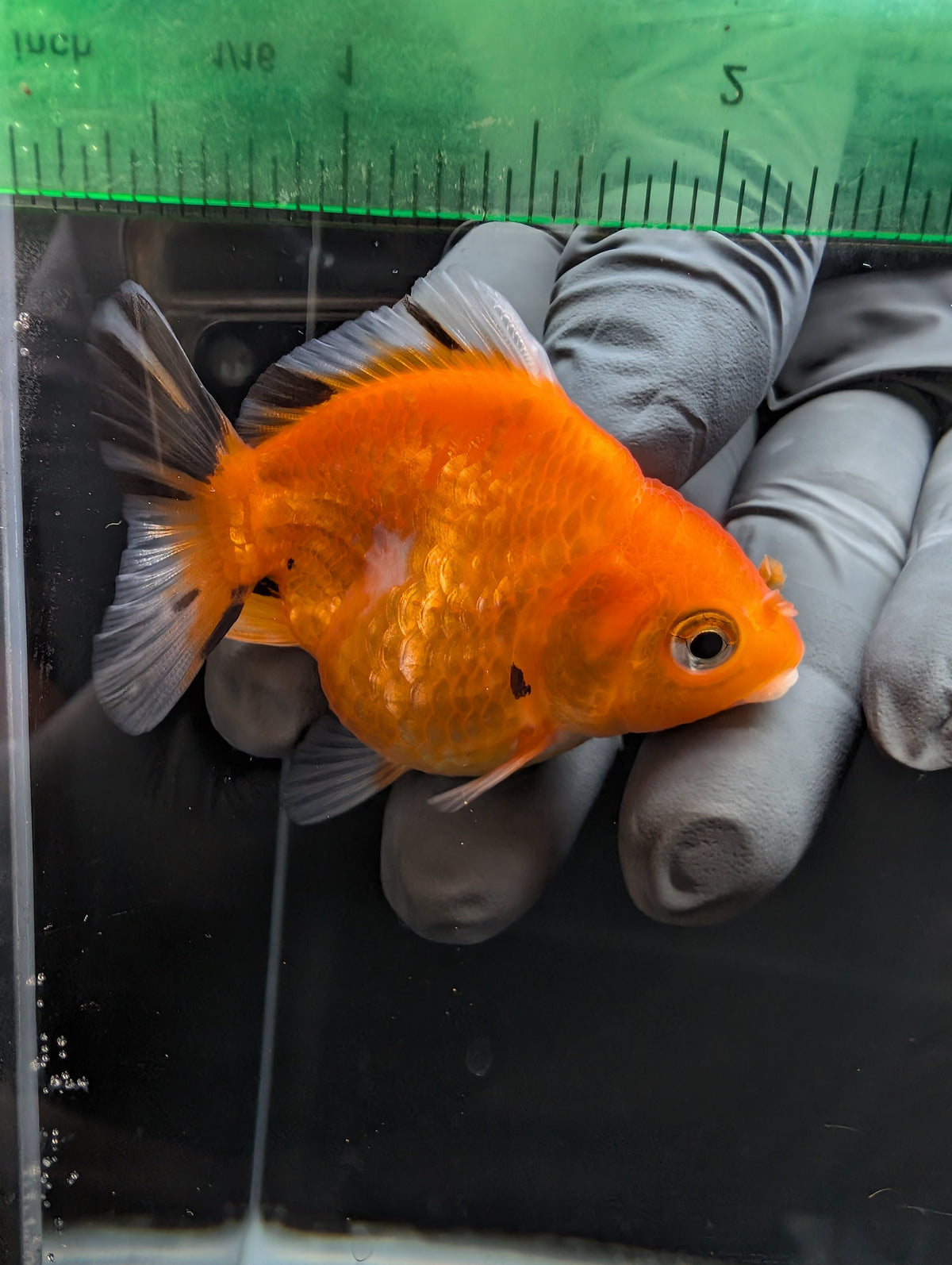 Baby Thai Shogun Oranda Tricolor 2"-2.5" in. ID#1023BSG11A-029