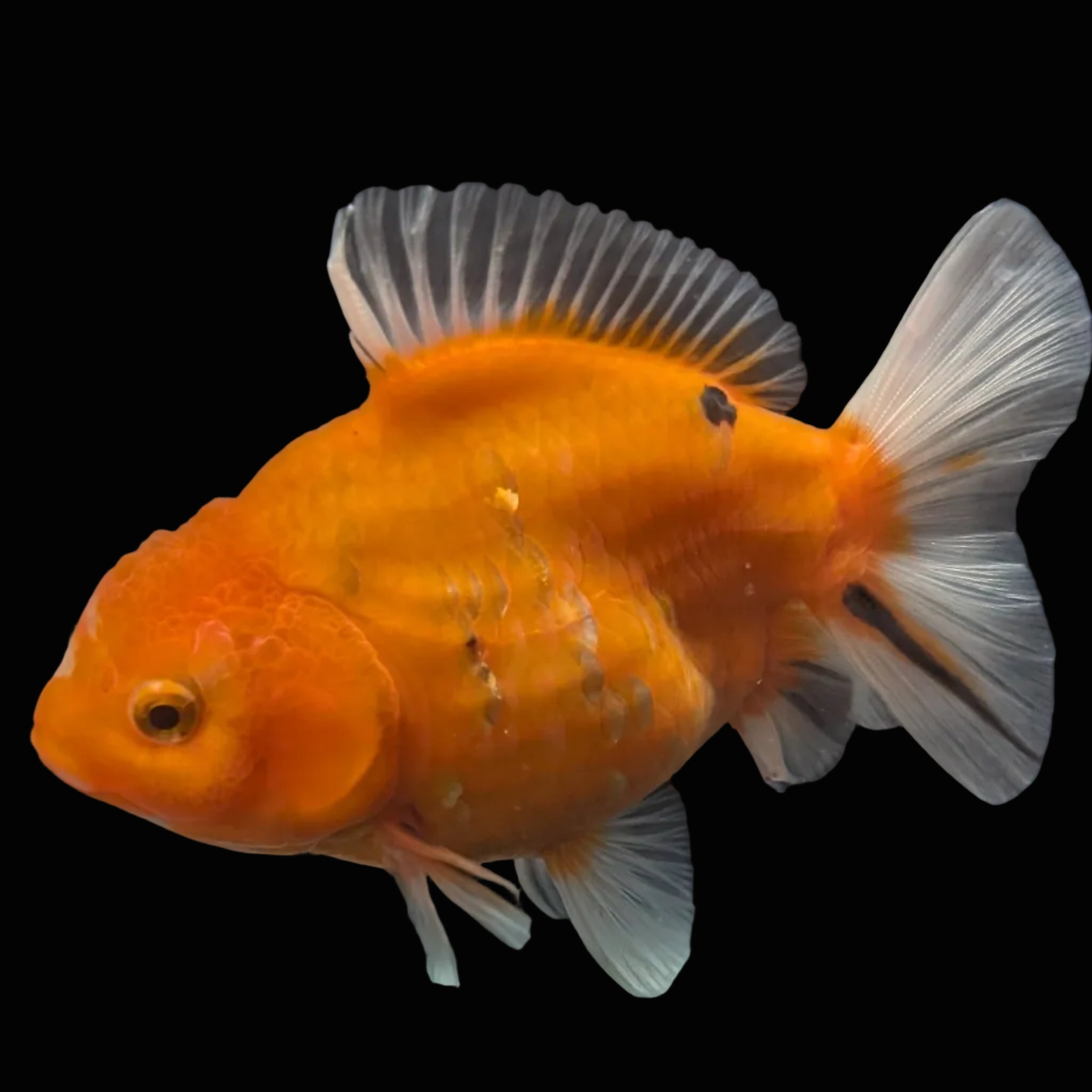 Jumbo Oranda Yuan Bao Sakura   4"-4.5"in. ID#807SB13A-006 Please See Notes.