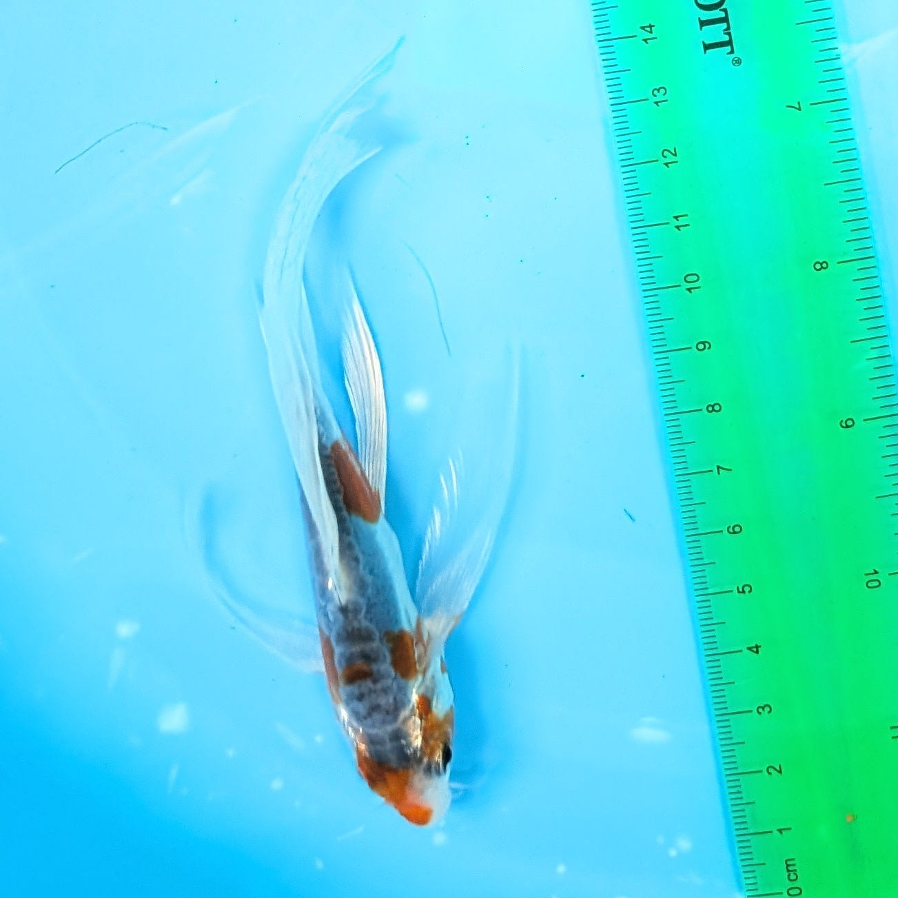 Shusui Butterfly Koi  5"-6" in. ID#727BFK-003