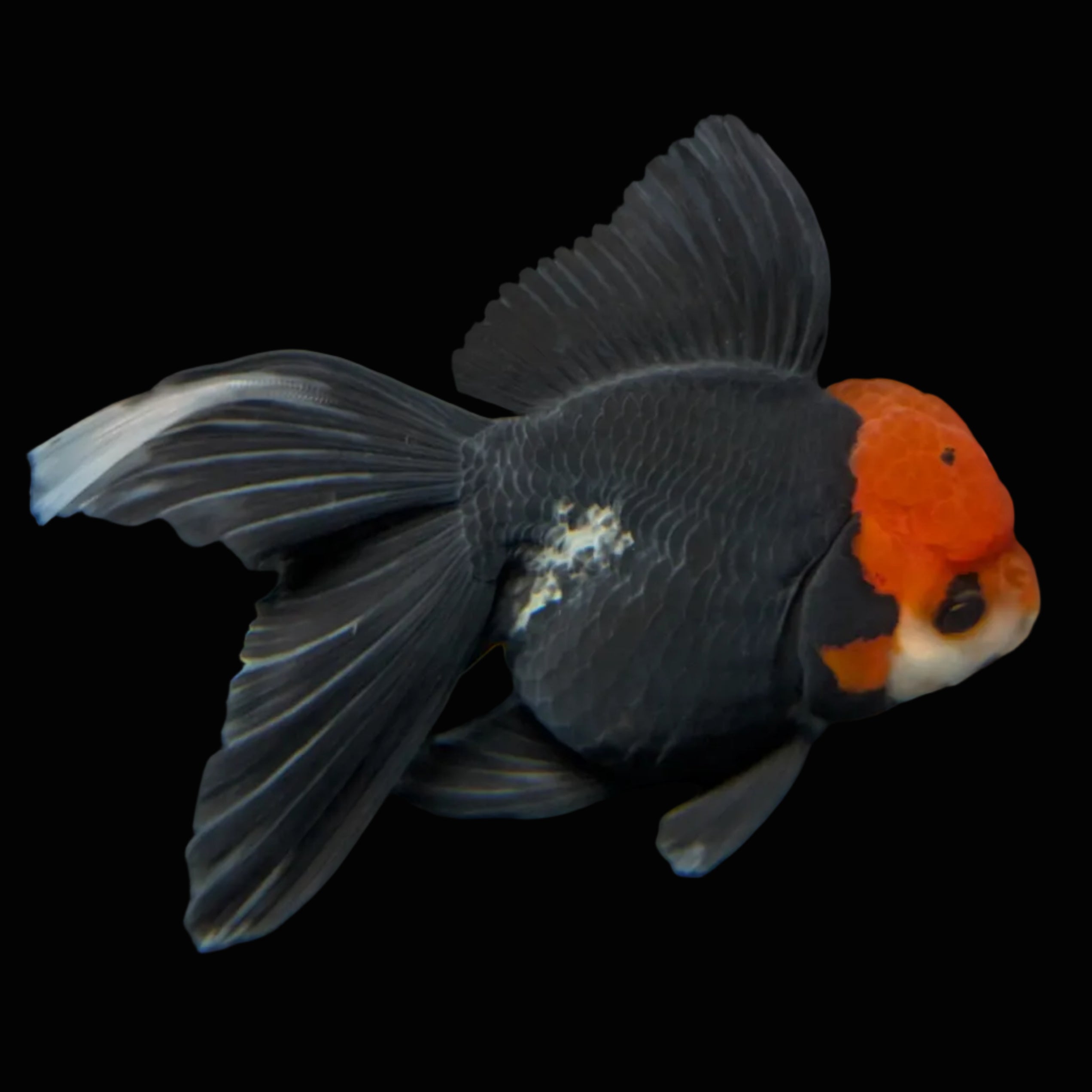 Thai Oranda Tricolor  4.5"-5"  ID#718T5B-004