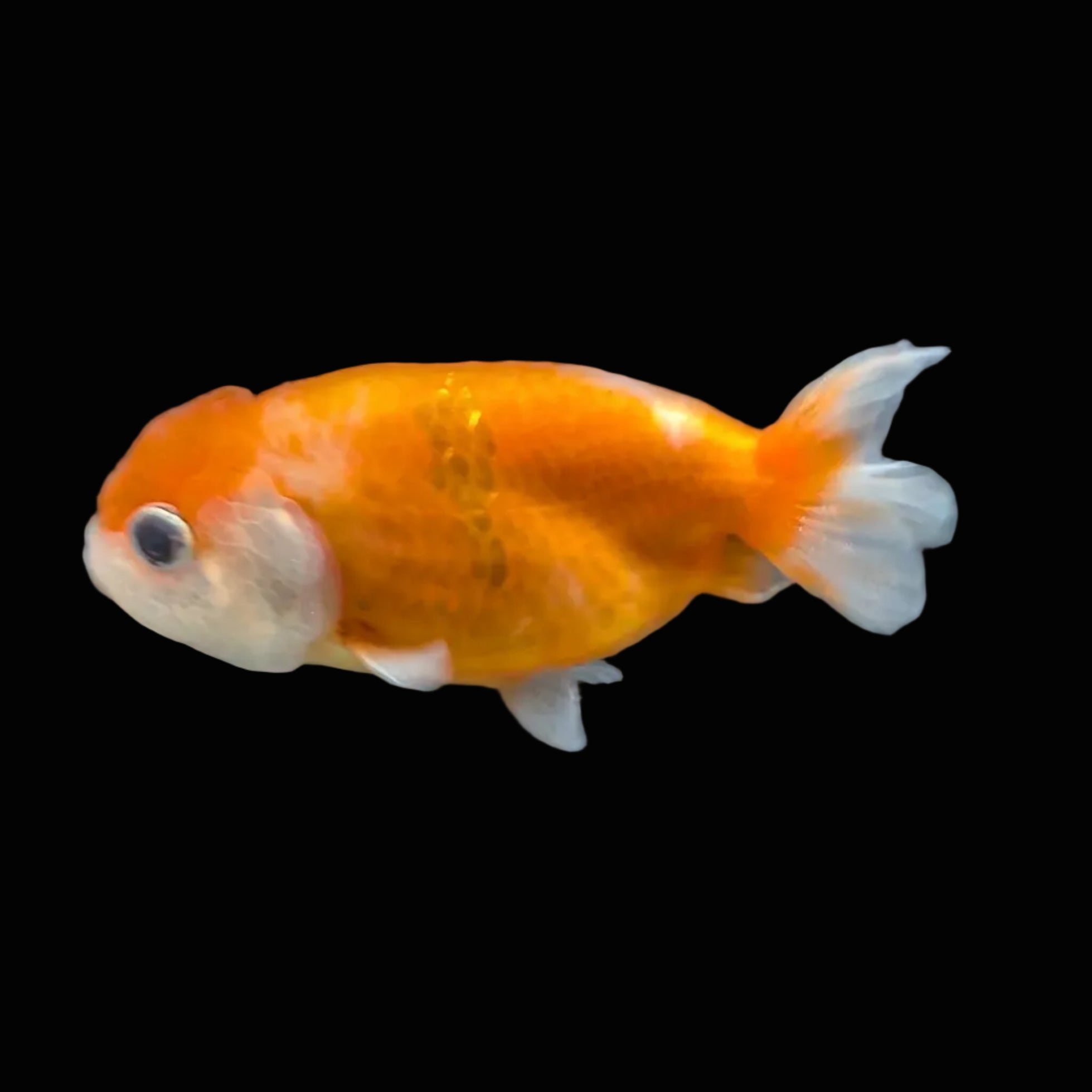 Ranchu Red White 3"-3.5" in. ID#501R13A-026