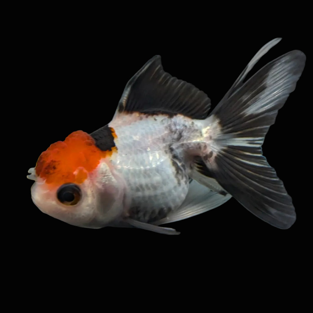 Thai Baby Oranda Tricolor 3"in.  ID#807T1A-002