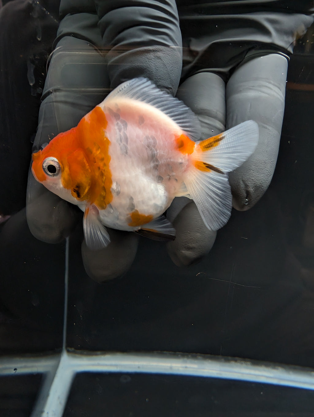 Baby Thai Shogun Oranda Sakura 2"-2.5" in. ID#1023BSG11A-022