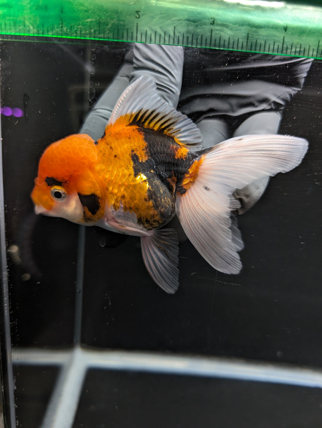 Thai Oranda Tricolor 4"-4.5"in.  ID#1023T1A-025