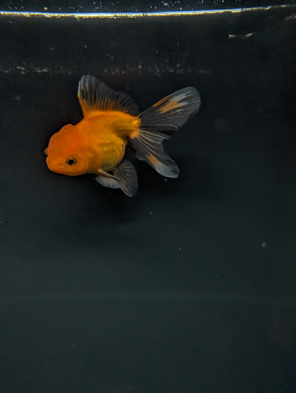 PEACH *Boss 501 Juvenile Oranda Tricolor 3.5"-4" in.  ID#501T2A-007