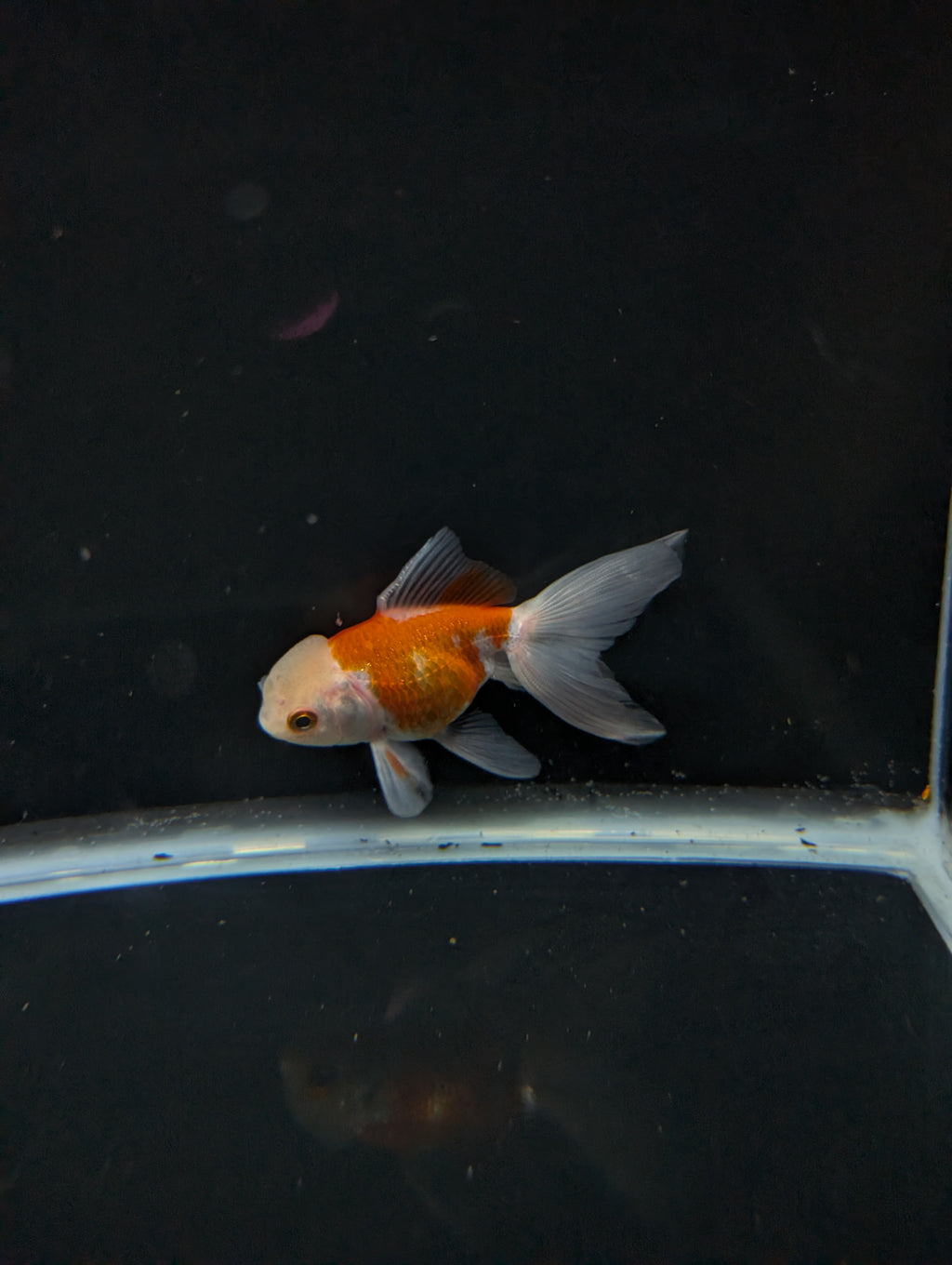 Juvenile Oranda  Red White 3"-3.5"in.  ID#619T1A-012