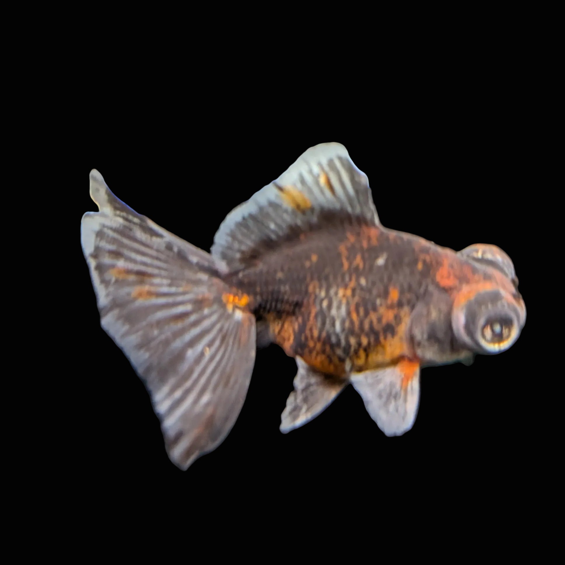 Telescope Butterfly Kirin Calico 3.5"-4" in. ID#508B4A-004