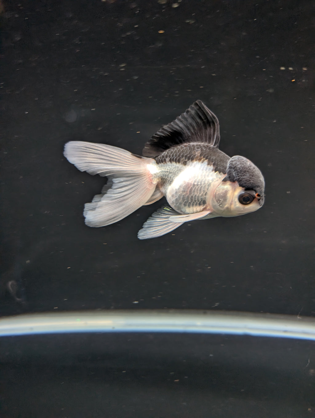 Juvenile Oranda Panda 3.5"-4" in.  ID#508T2A-030