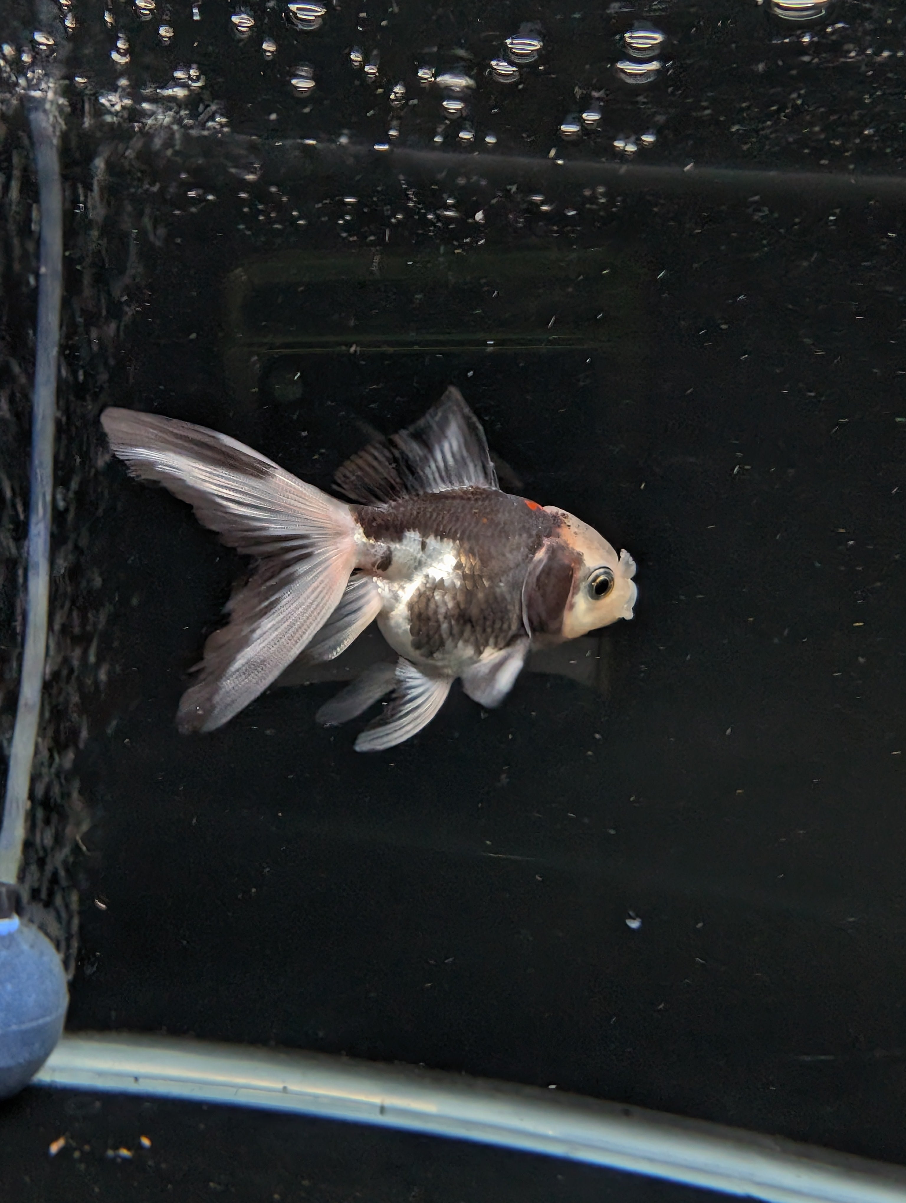 Juvenile Oranda  Tricolor 3"-3.5"in.  ID#619T1A-011