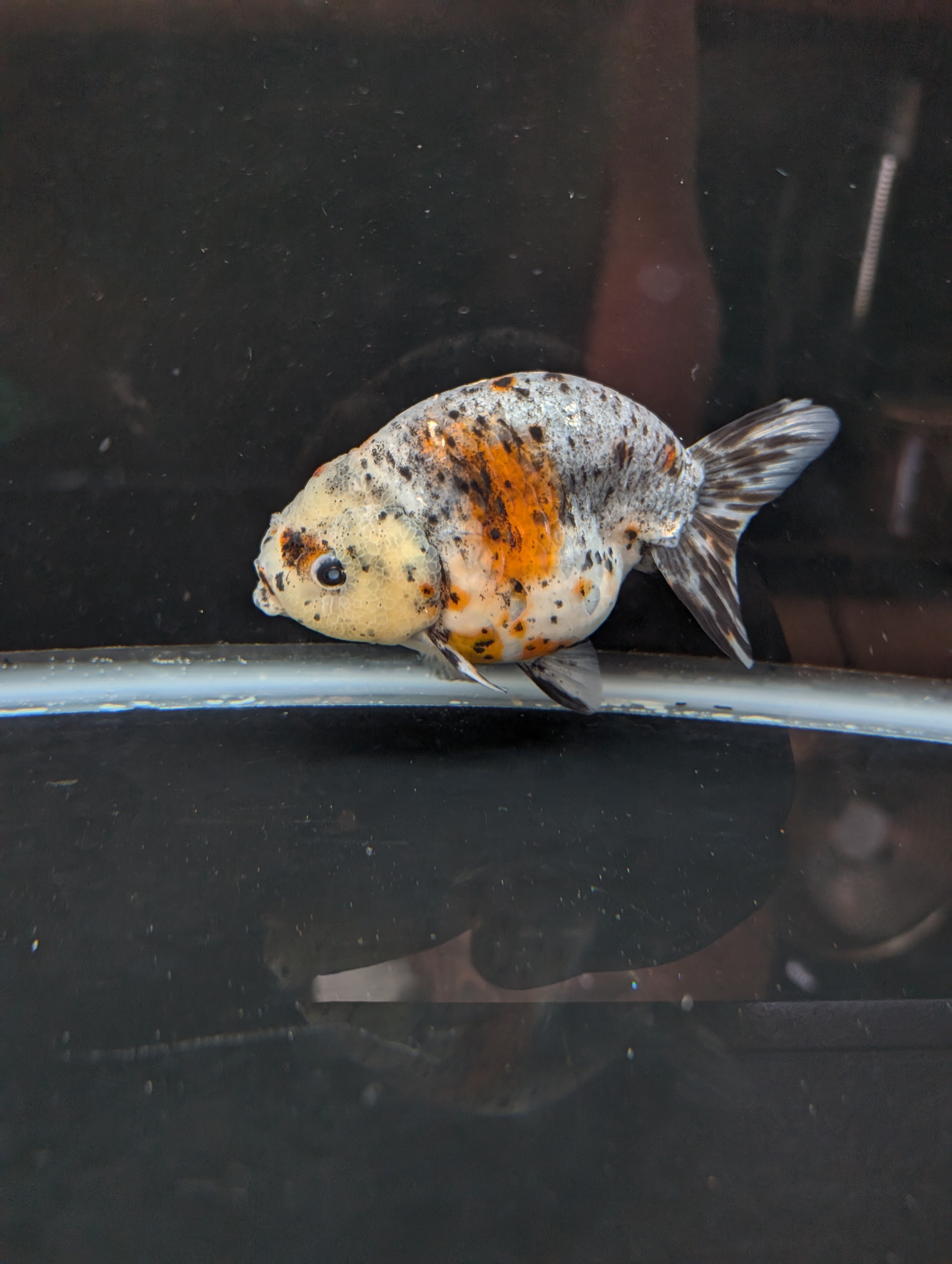Jumbo Ranchu Kirin Calico 4.5"-5" in. ID#814R8A-025 Please See Notes.