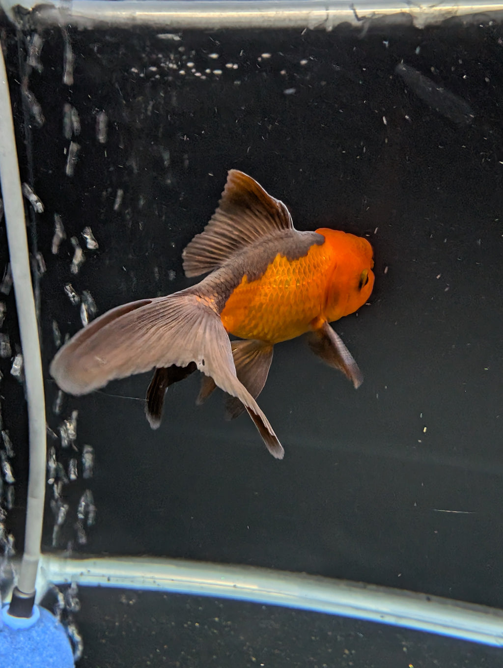 Juvenile Oranda Red Black 3"-3.5"in.  ID#522T1A-003 Please See Notes.
