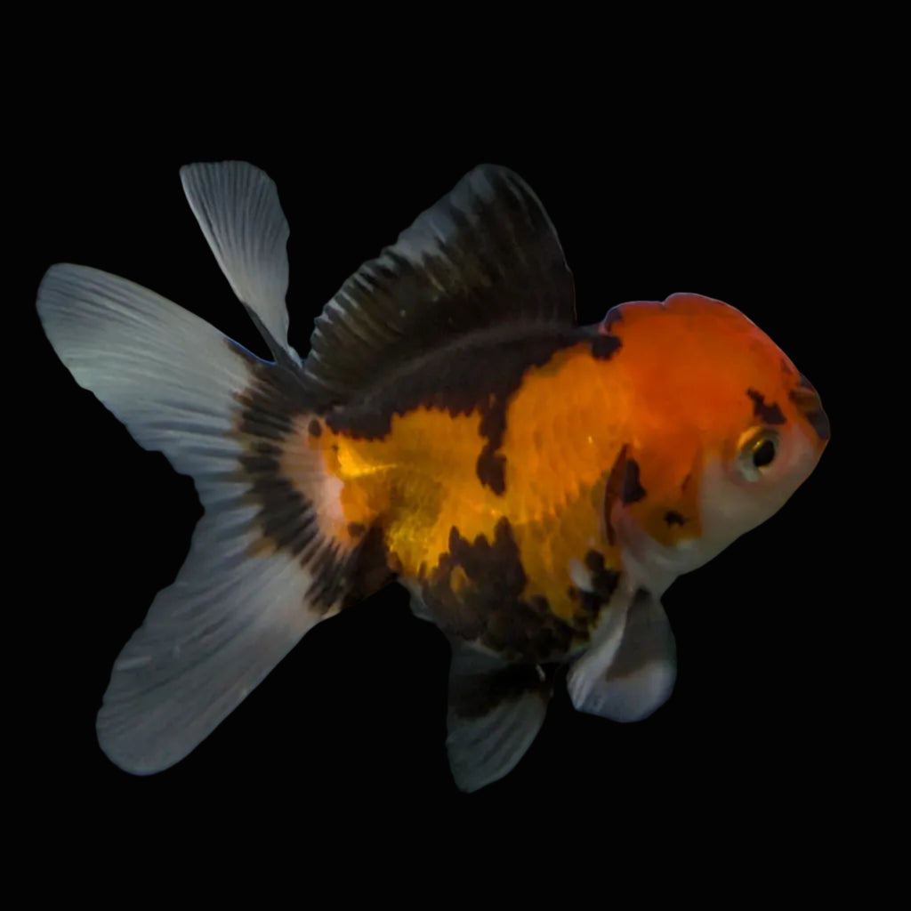 Thai Juvenile Oranda Tricolor 3"-3.5" in.  ID#626T1A-008