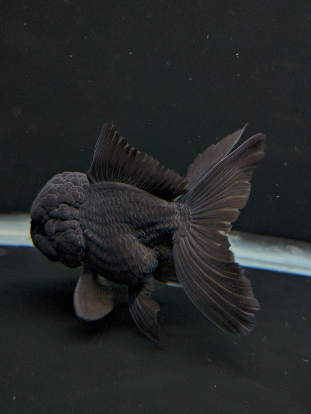 Thai Oranda Godzilla Black 3.5"-4"in.  ID#1023T1A-028