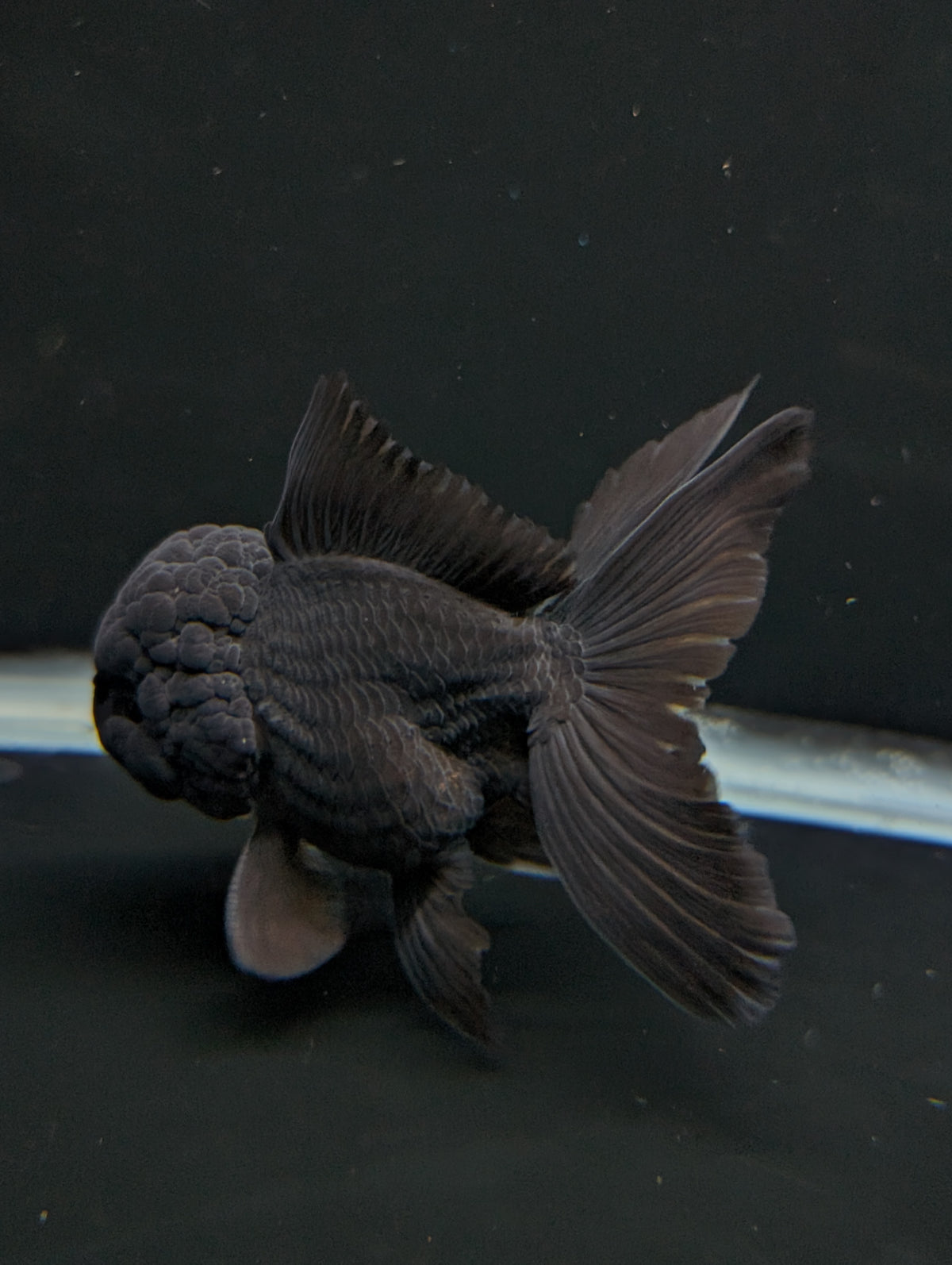 Thai Oranda Godzilla Black 3.5"-4"in.  ID#1023T1A-028