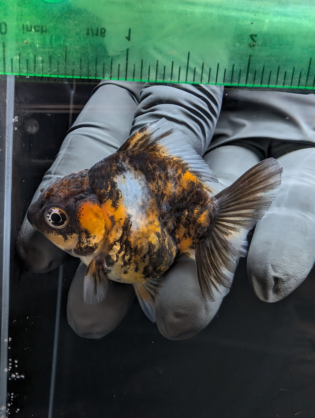 Baby Thai Shogun Oranda Tiger Calico 2"-2.5" in. ID#1023BSG11A-030