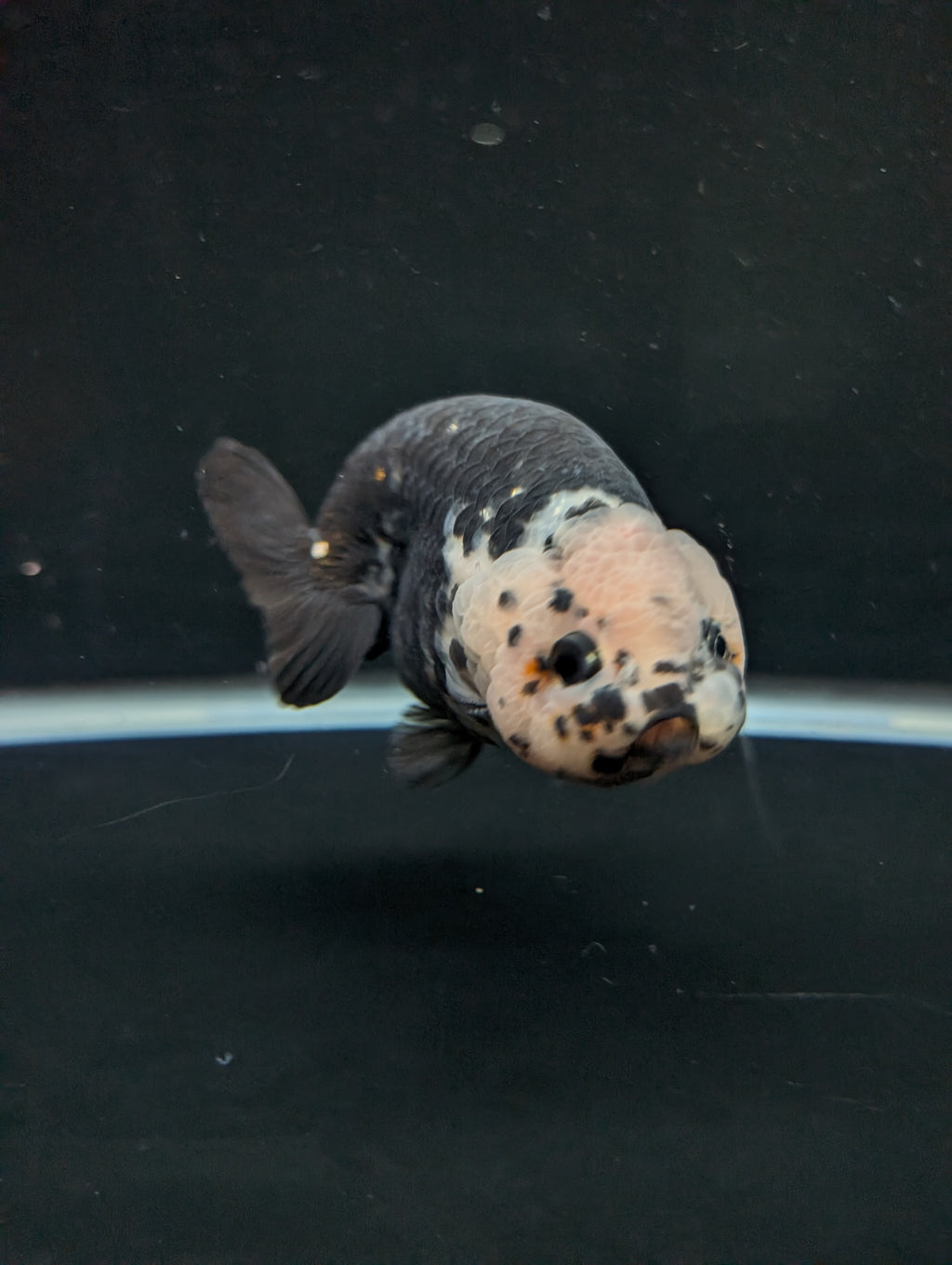 Jumbo Ranchu Heavy Ink Calico 4.5"-5" in. ID#828R8A-053