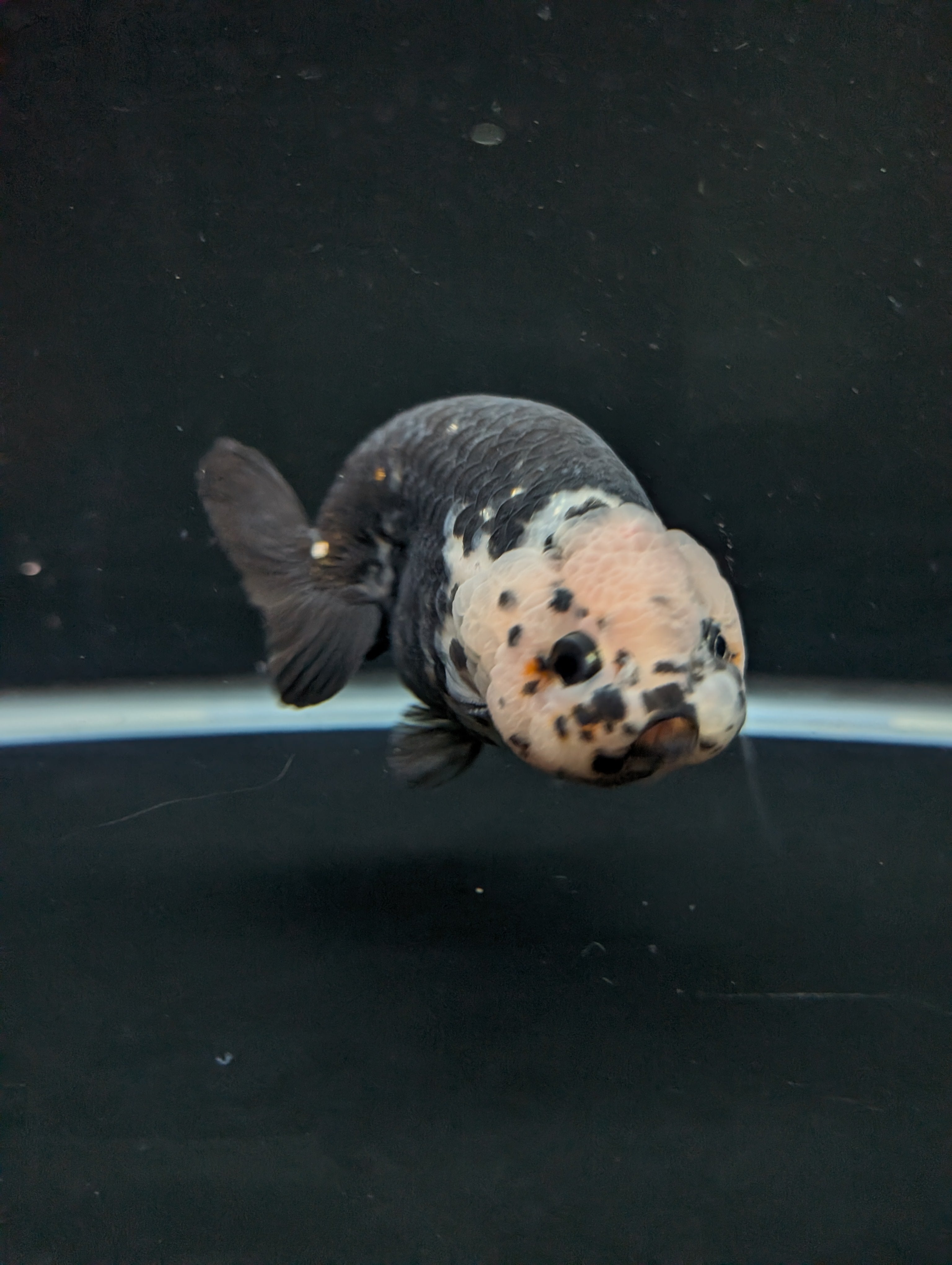 Jumbo Ranchu Heavy Ink Calico 4.5"-5" in. ID#828R8A-053